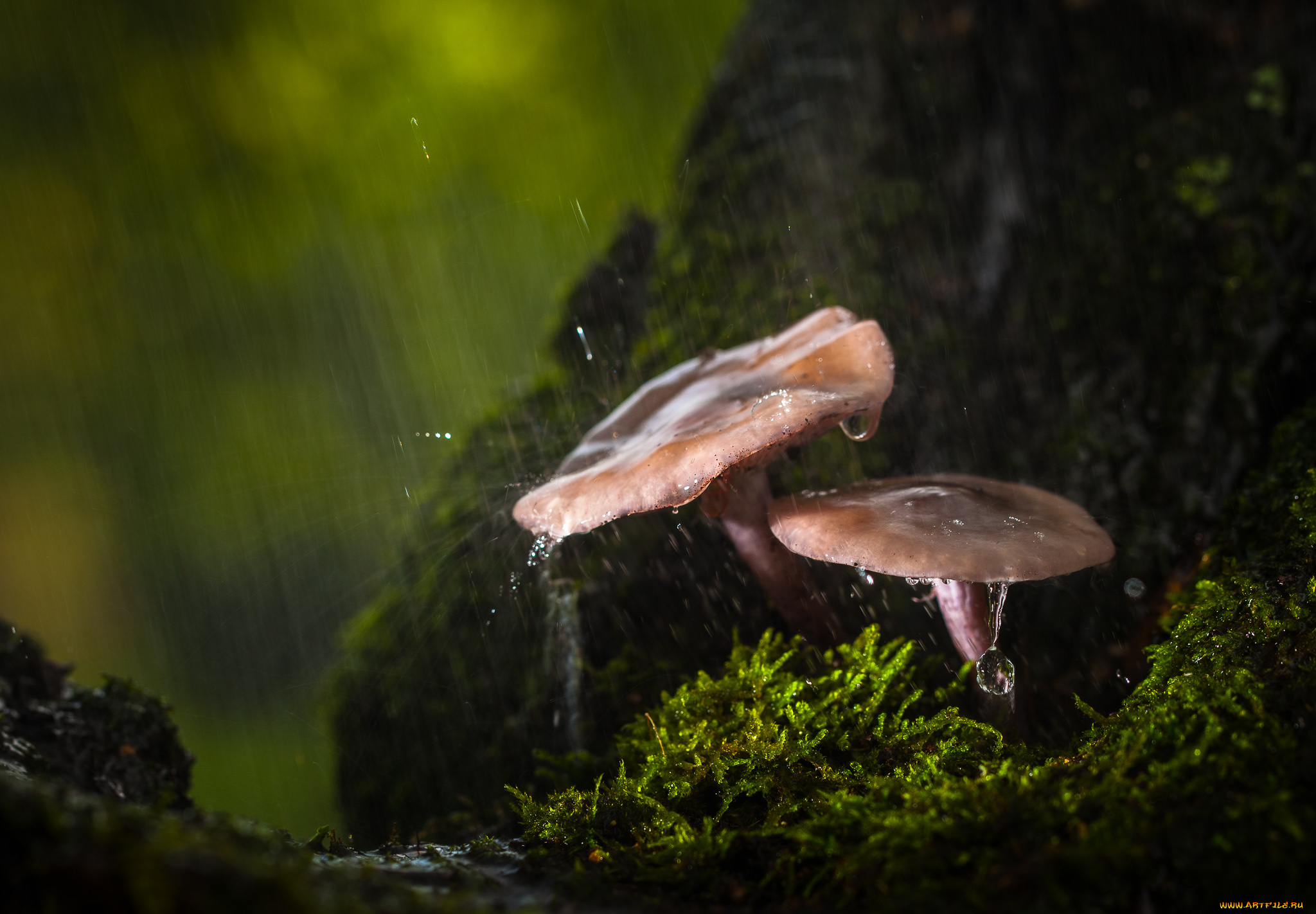 природа, грибы, капли, дождь, лес, осень, макро