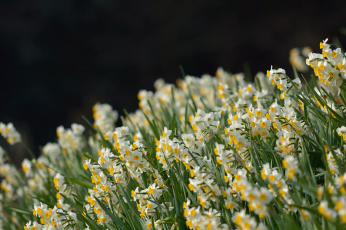 Картинка цветы нарциссы цветение весна полянка