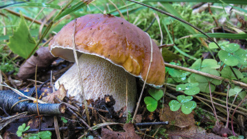 Сыроежки грибы загрузить