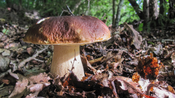 гриб в осеннем лесу без смс