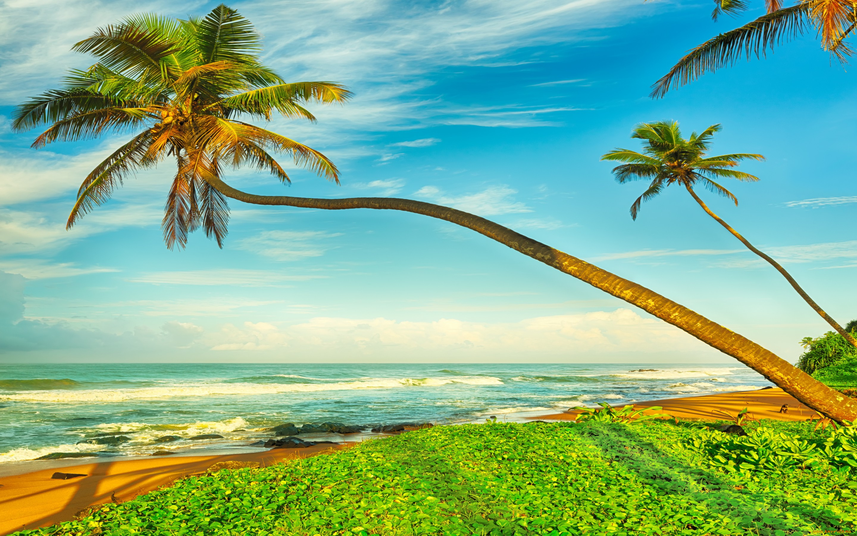 природа, тропики, palms, sand, tropical, paradise, shore, sea, beach, summer, пальмы, песок, берег, пляж, море