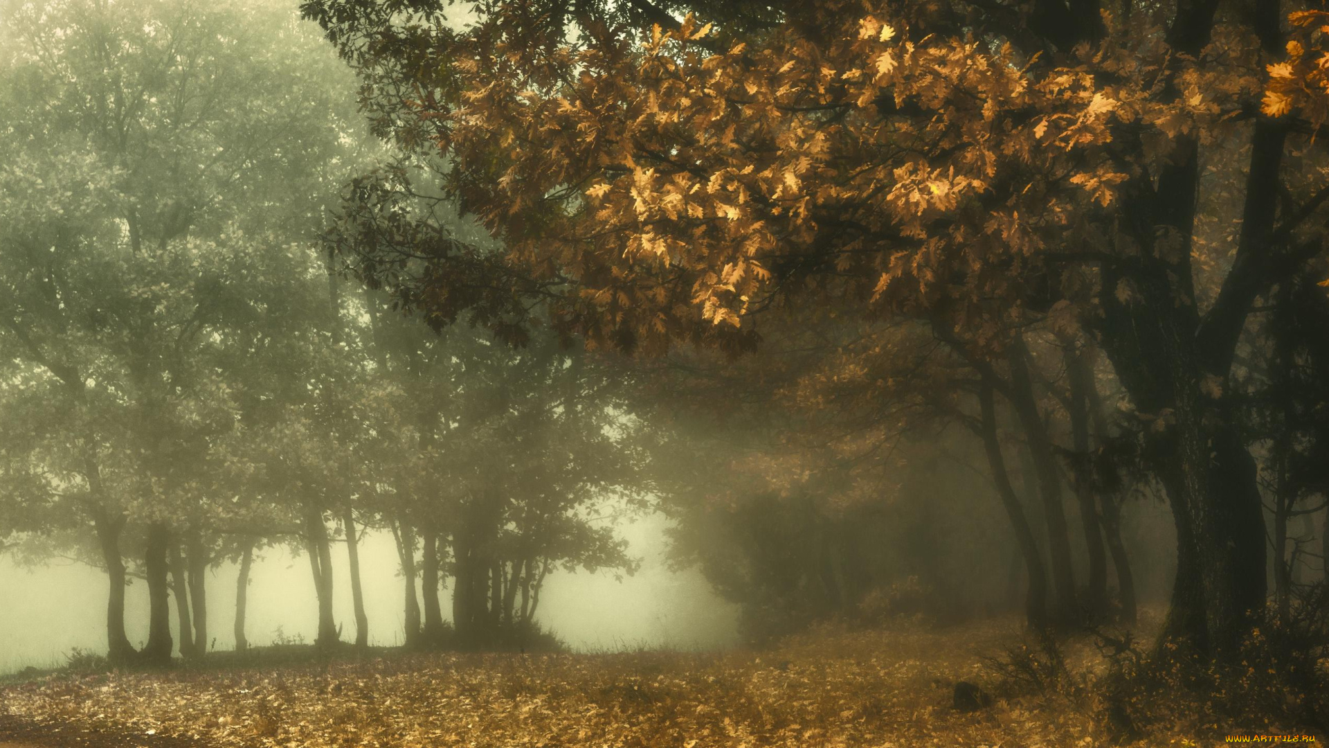 природа, деревья, туман, осень
