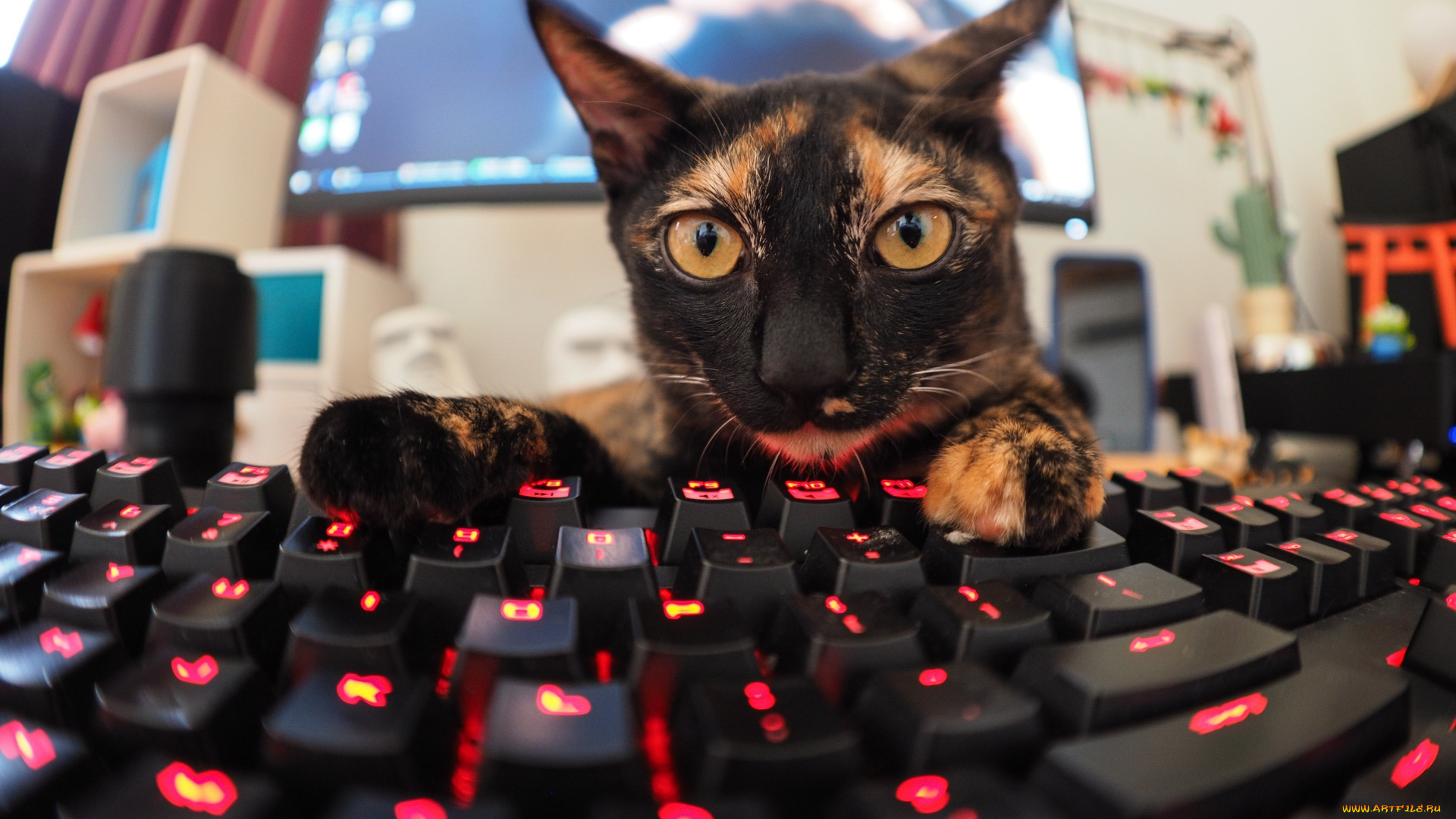 животные, коты, клавиатура, кот