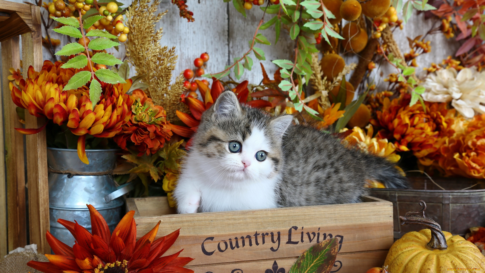 животные, коты, осень, цветы, ящик, котенок, тыква, листья