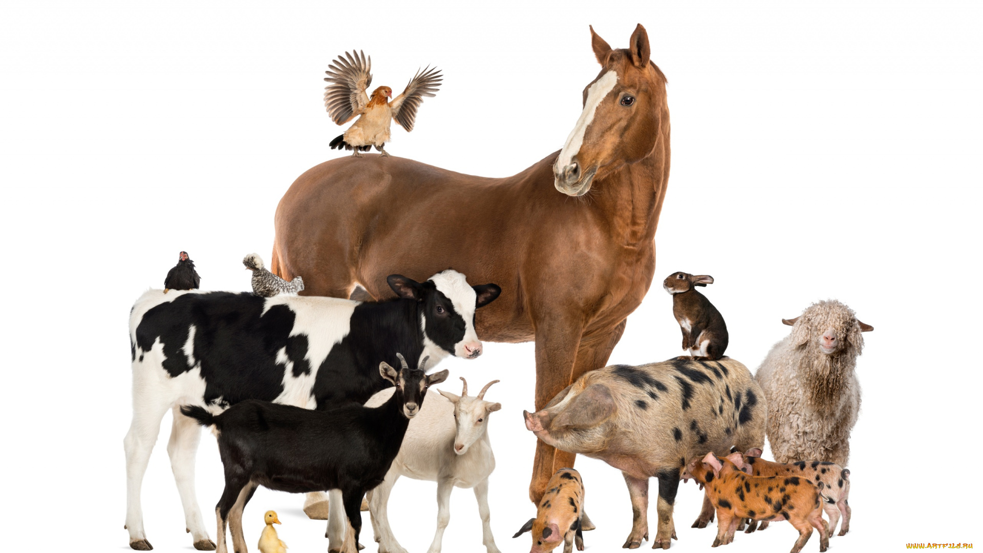 животные, разные, вместе, козы, кролик, поросята, куры, свинья, теленок, лошадь, овца