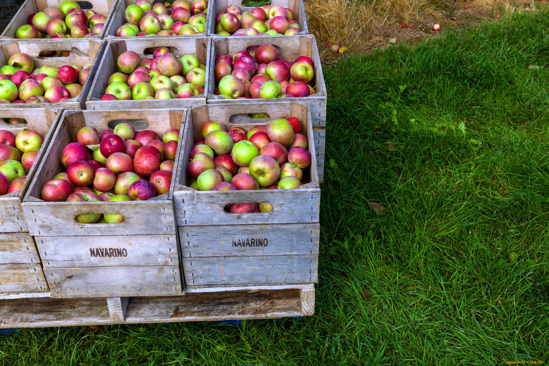 Сколько ящиков собрали яблок. Ящик с яблоками. Фрукты в ящике. Ящики для сбора яблок. Урожай фруктов в ящиках.