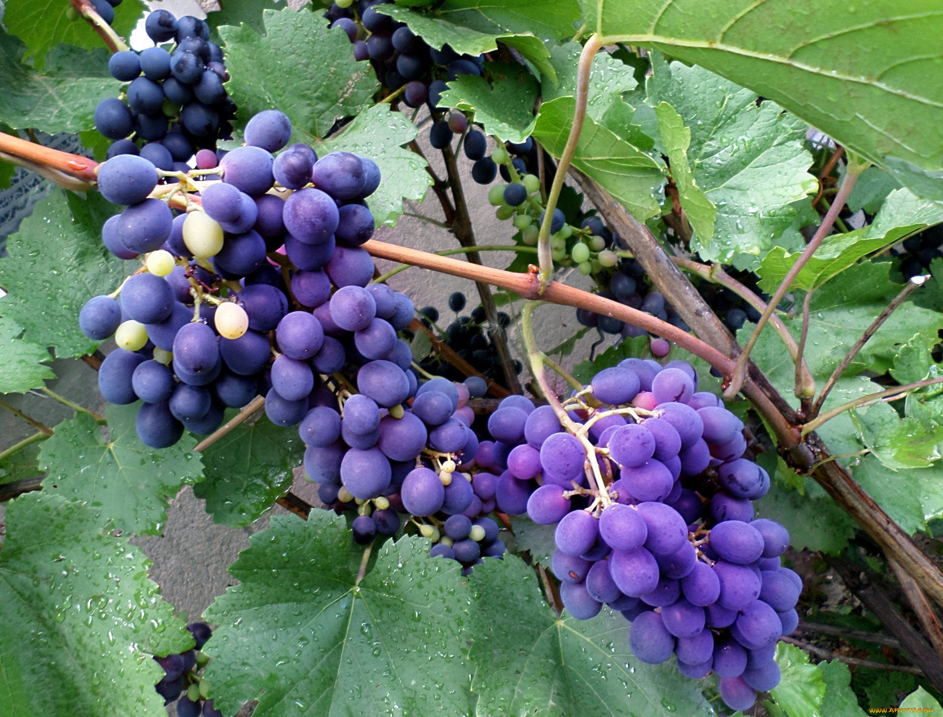 природа, Ягоды, , виноград, август, виноград