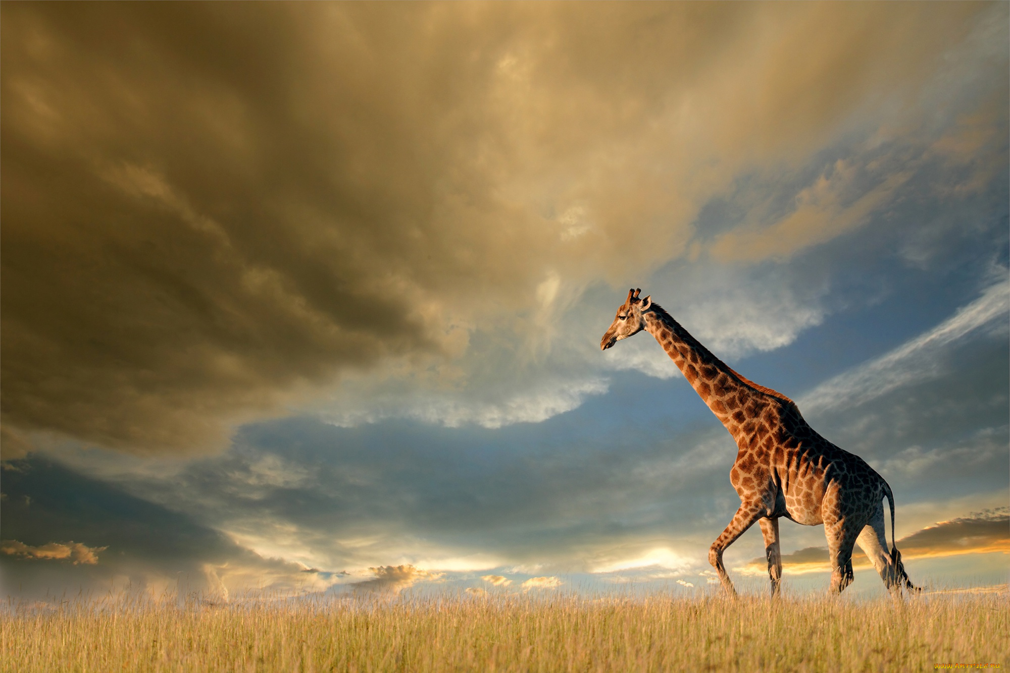 животные, жирафы, трава, небо, облака, тучи, солнце, природа, поле, жираф