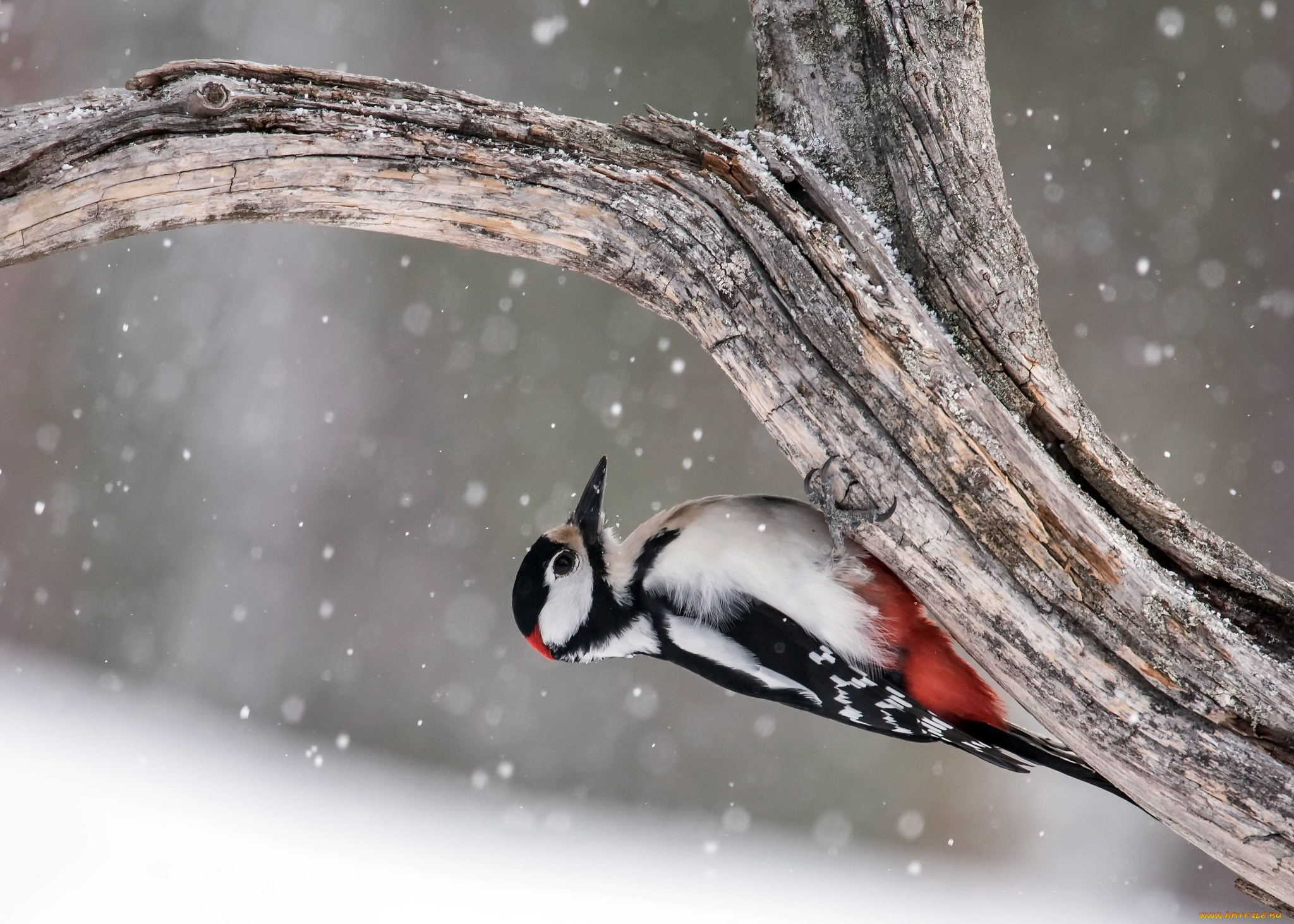 животные, дятлы, great, spotted, woodpecker, птица, дерево