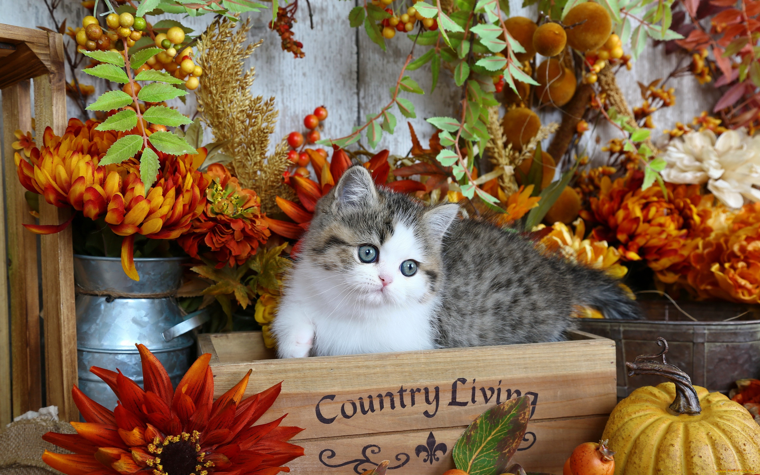 животные, коты, осень, цветы, ящик, котенок, тыква, листья