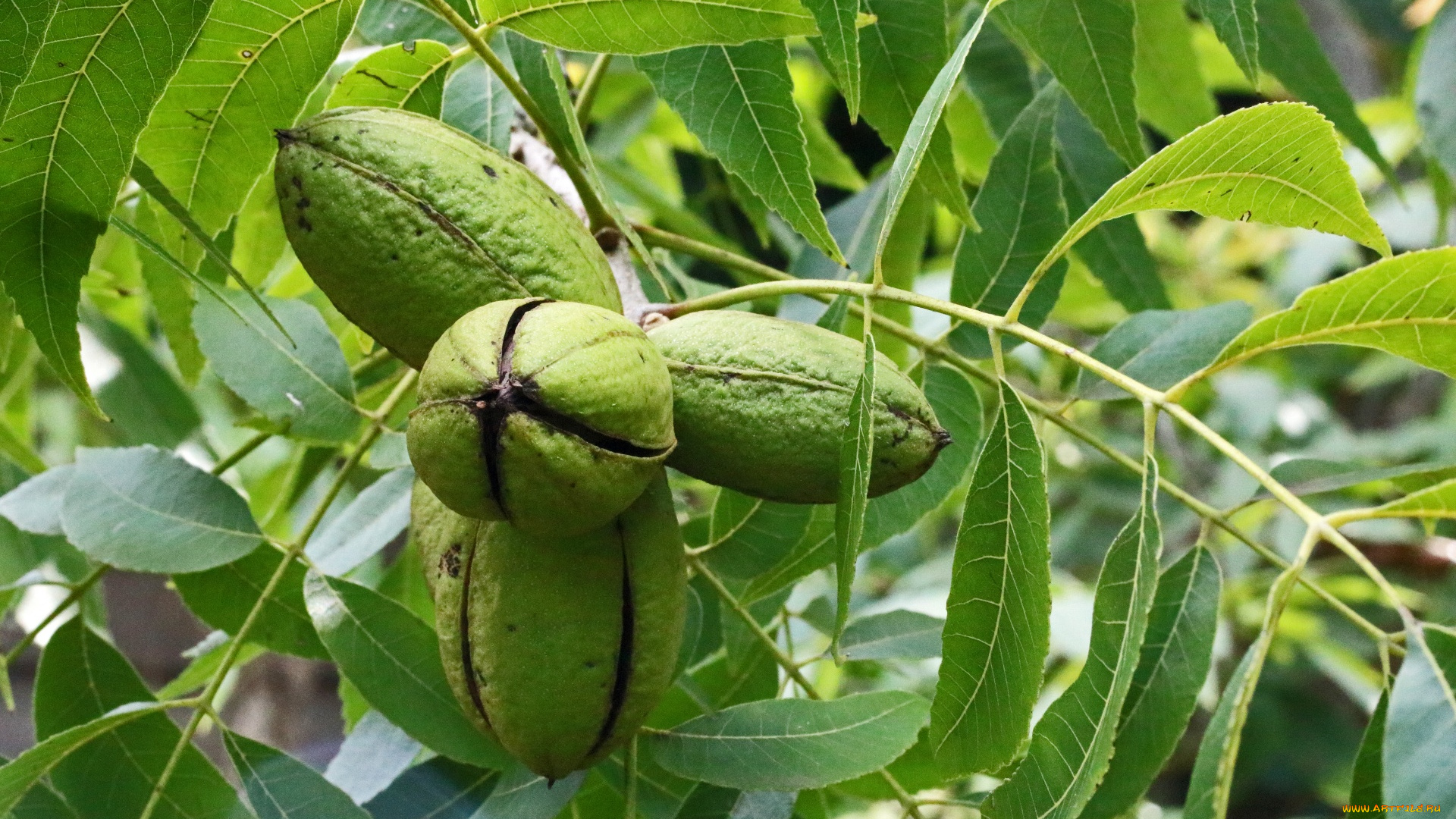 pecan, nuts, природа, плоды, pecan, nuts