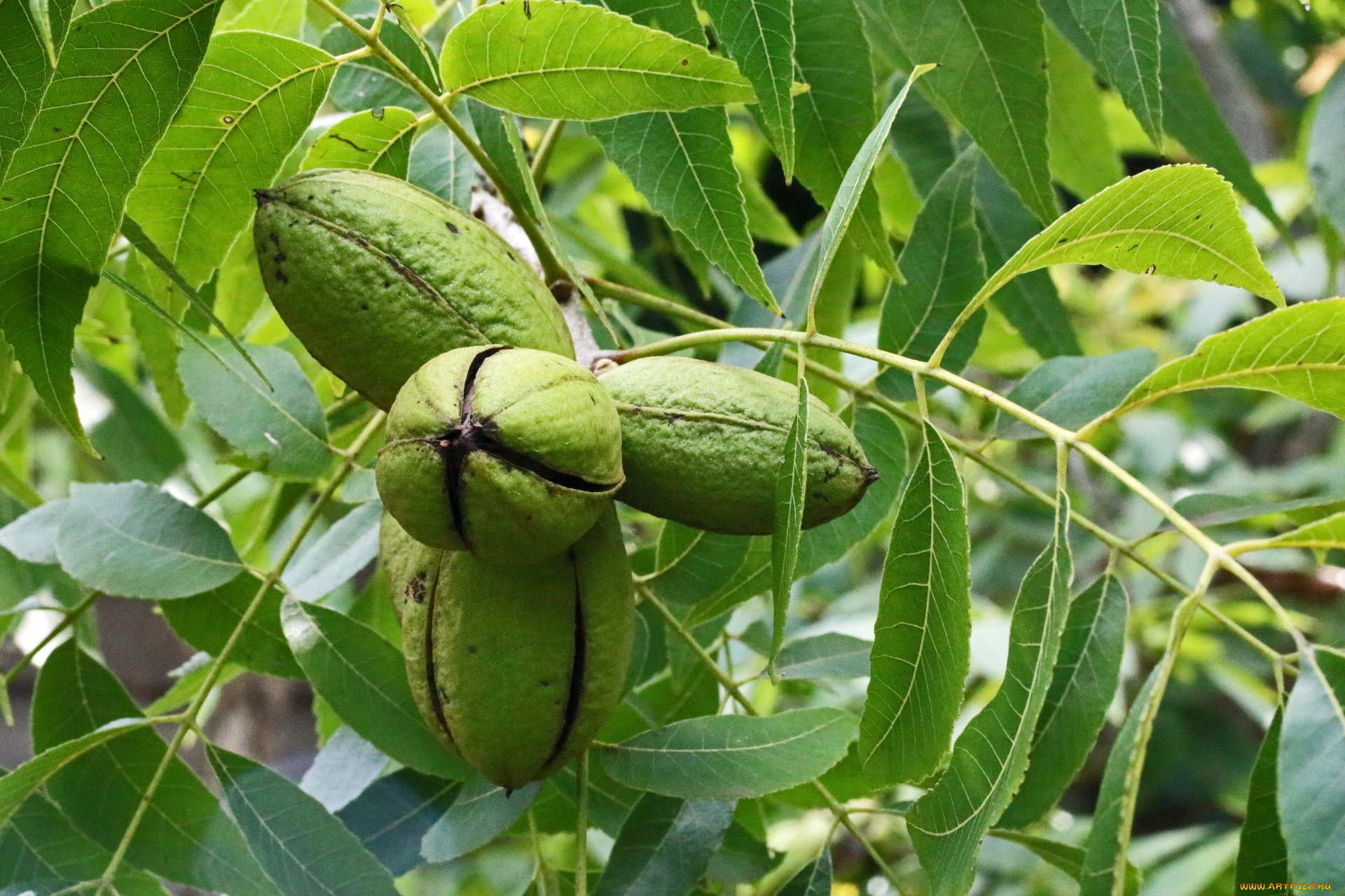 pecan, nuts, природа, плоды, pecan, nuts