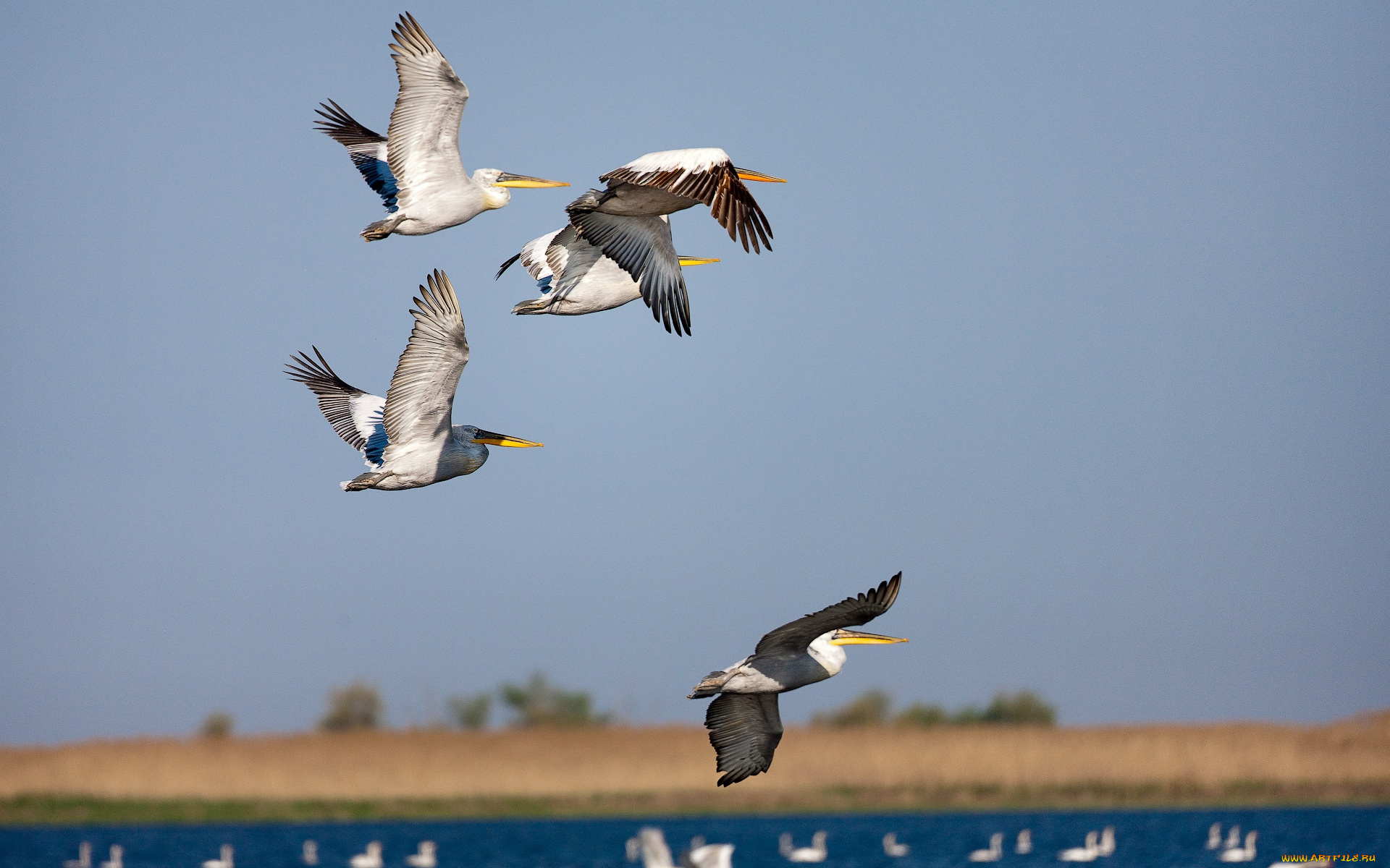 Летящие пеликаны без смс