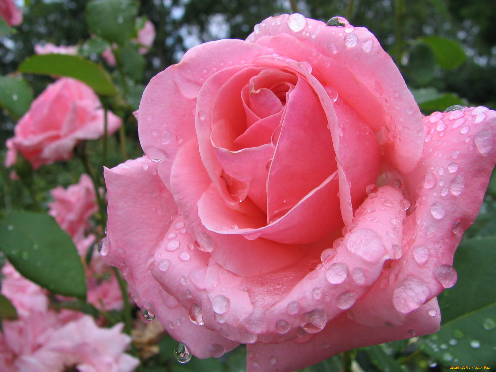 цветы, розы, капли, розовый