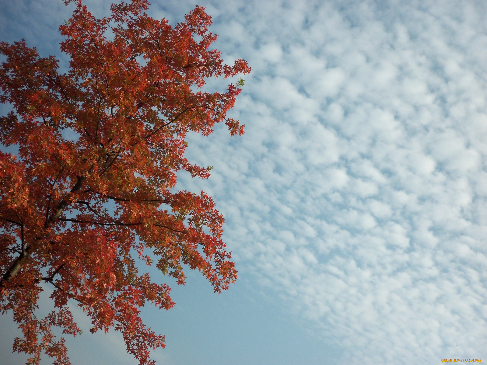 природа, деревья, осень, облака, небо