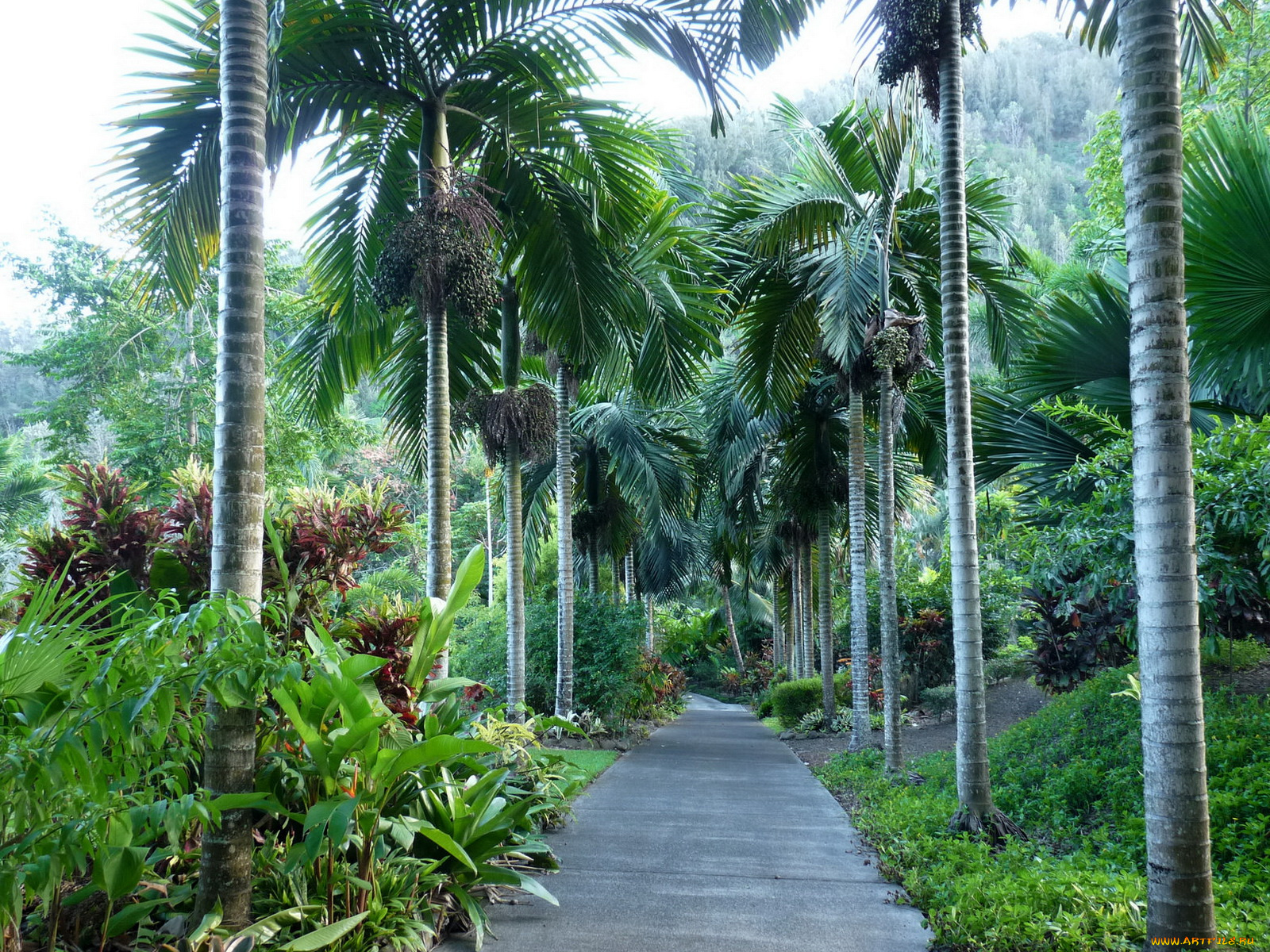 природа, тропики, дорожка, пальмы