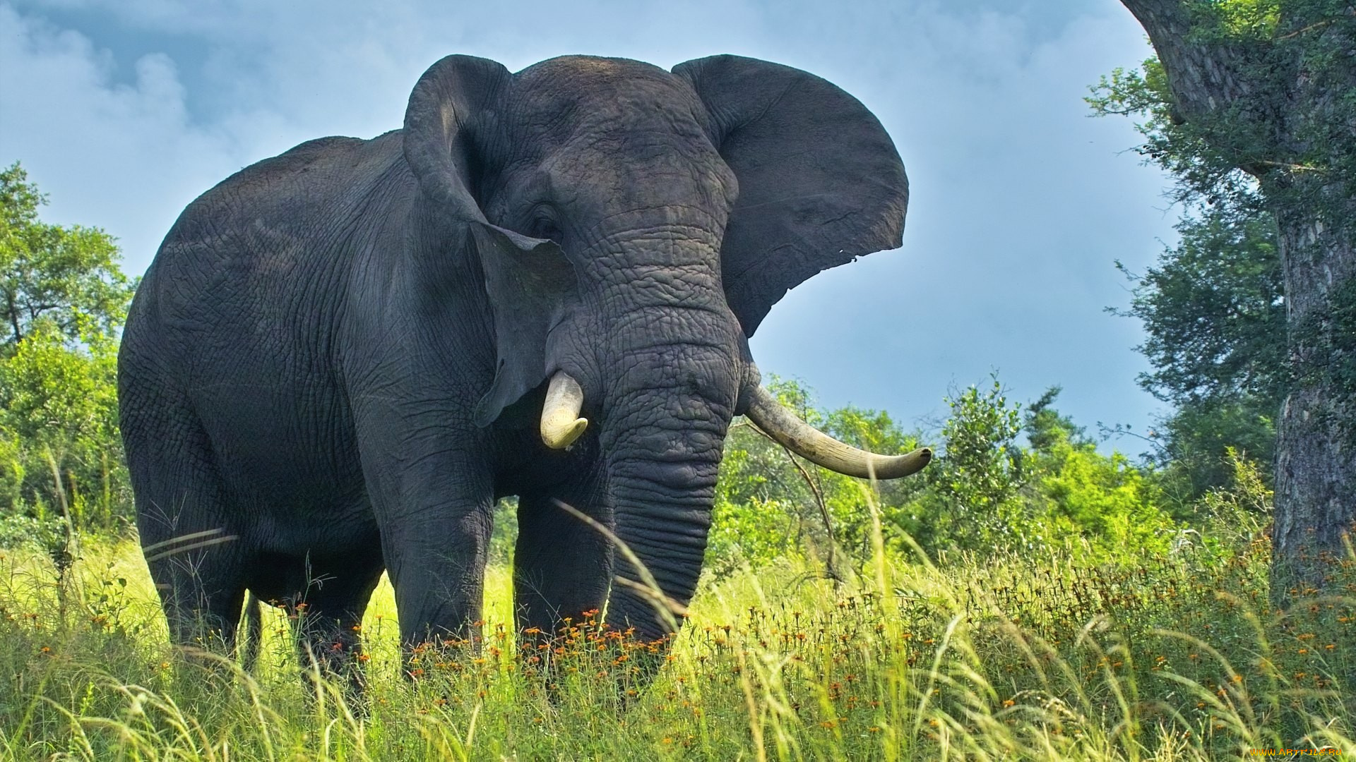 elephant, животные, слоны, слон, трава, саванна