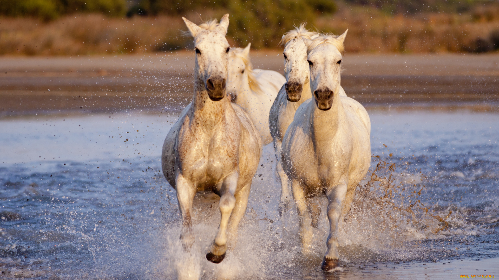 животные, лошади, вода, берег