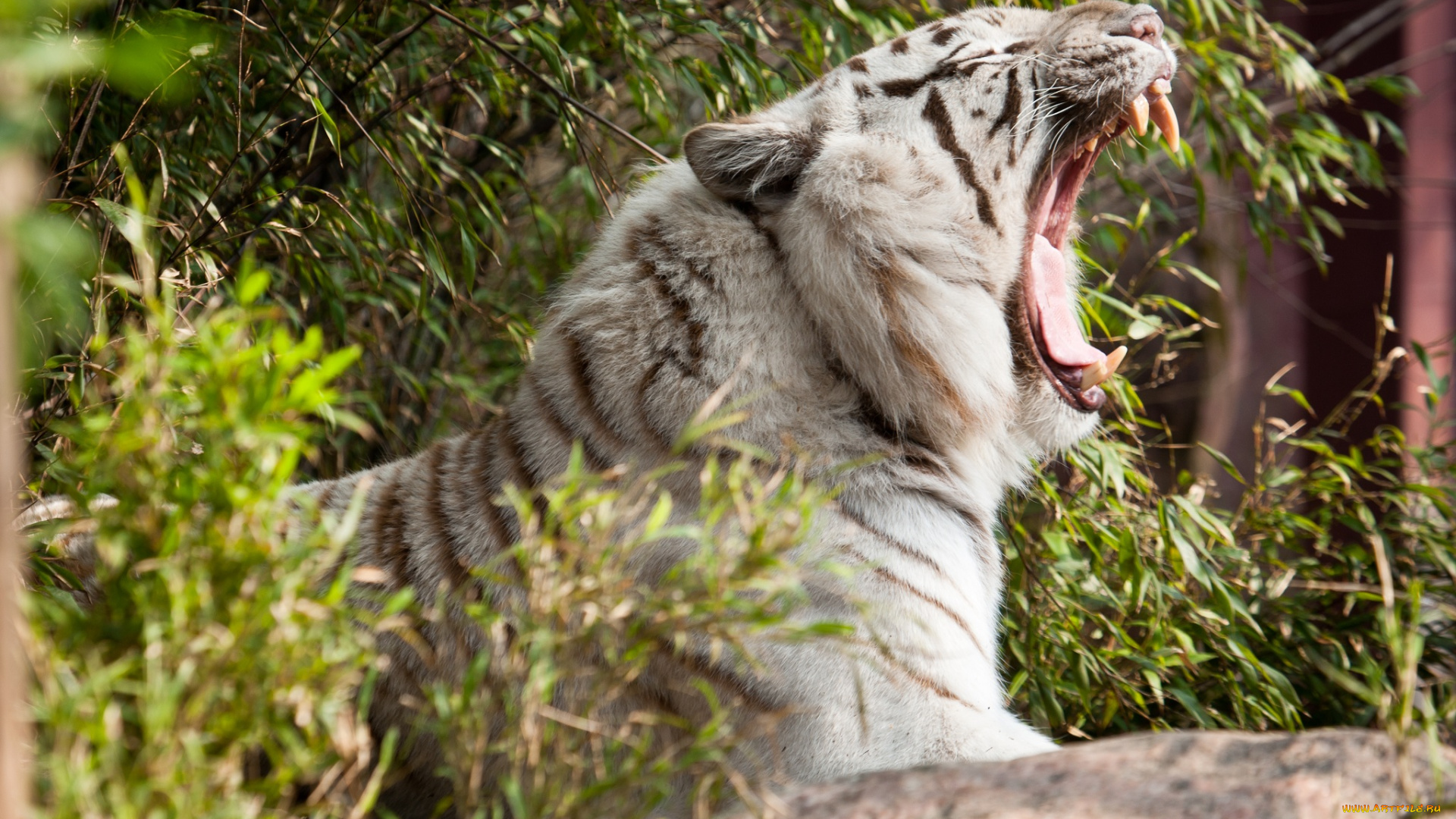 животные, тигры, пасть, зевает, белый, тигр, профиль, клыки