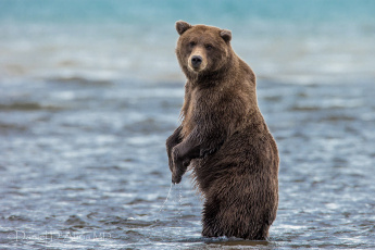 Картинка животные медведи вода стойка