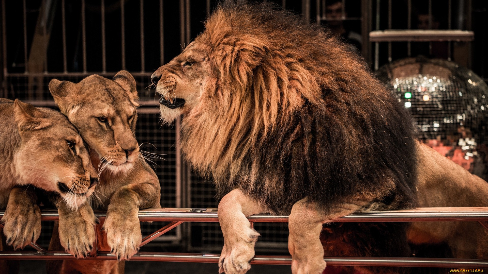 животные, львы, звери, ограда, цирк