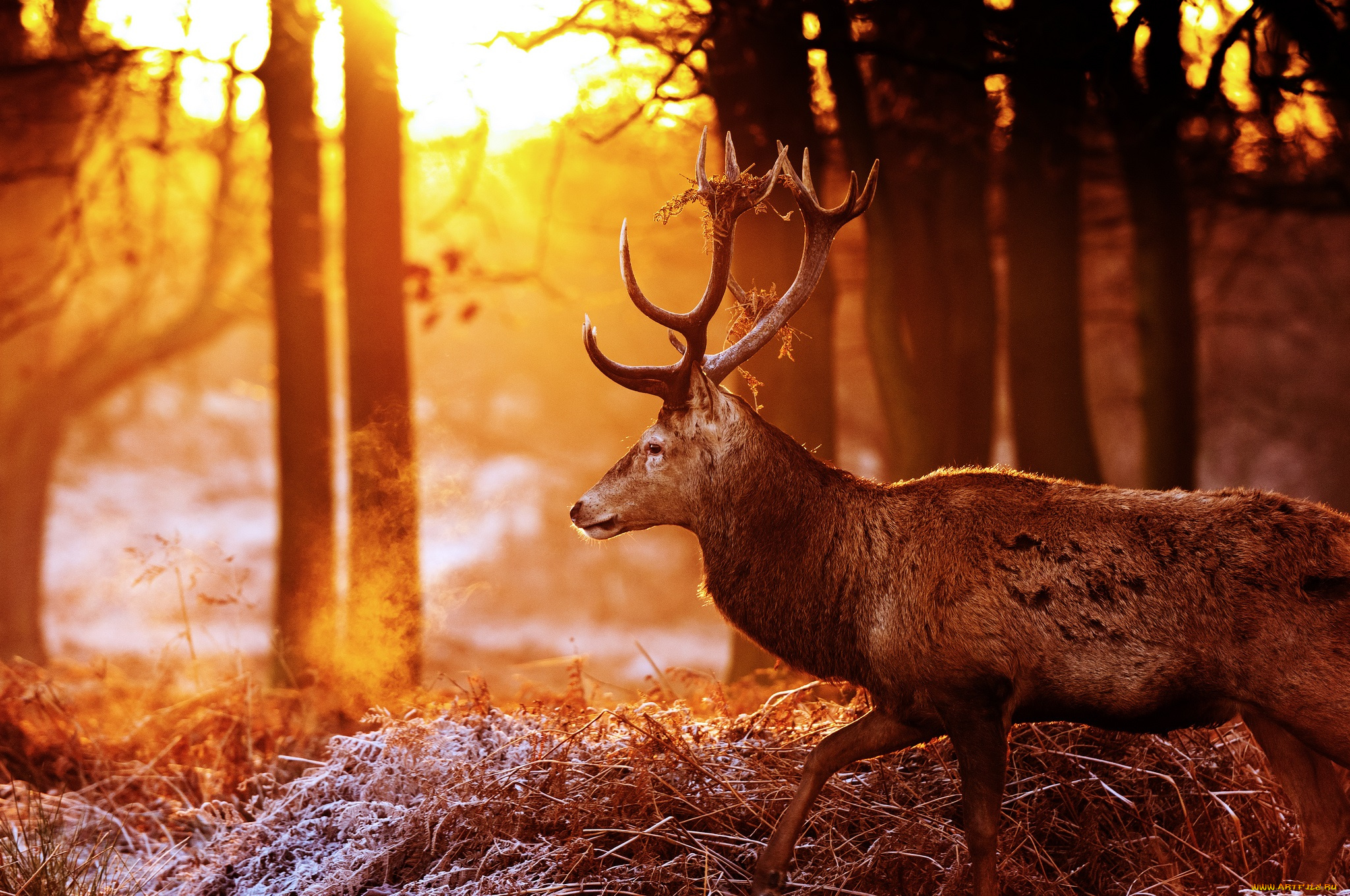 животные, олени, лес, осень, профиль, рога, красавец, солнце, свет, блики
