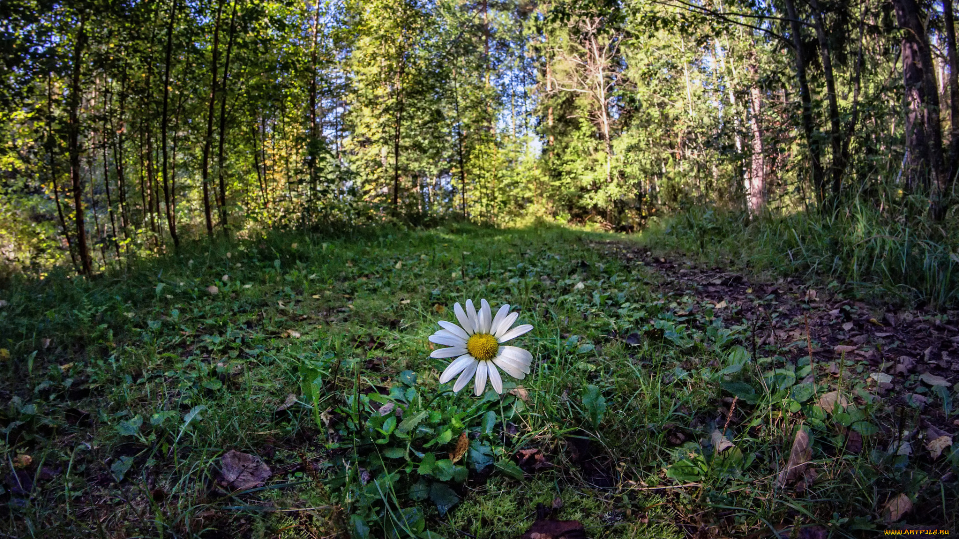 цветы, ромашки, ромашка