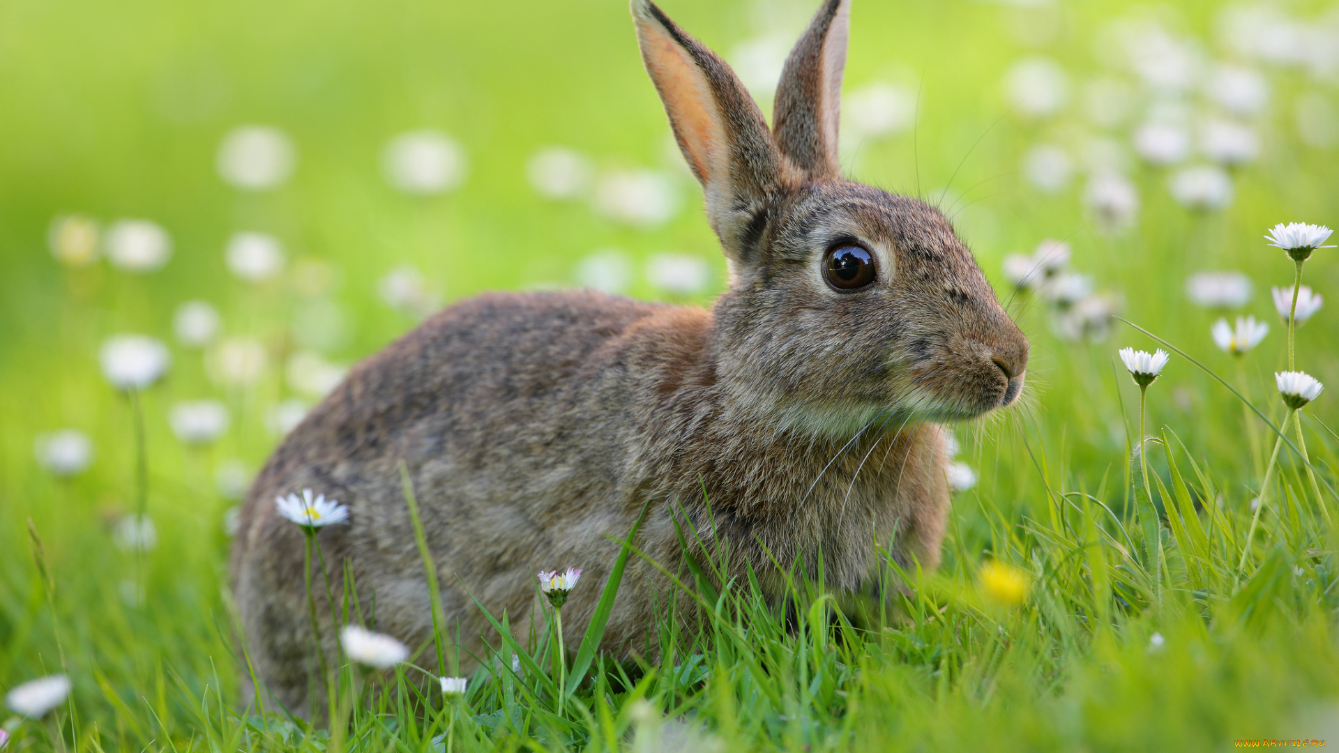 животные, кролики, , зайцы, луг, цветы, заяц