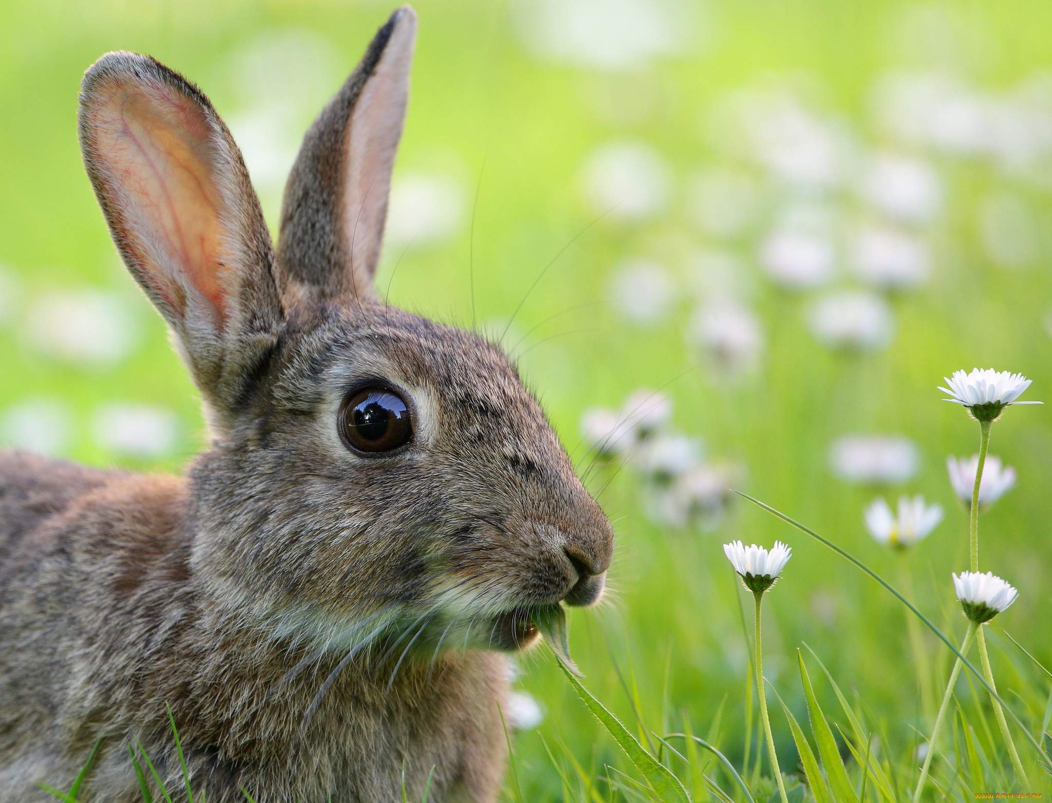 животные, кролики, , зайцы, трава, цветы, кролик, луг