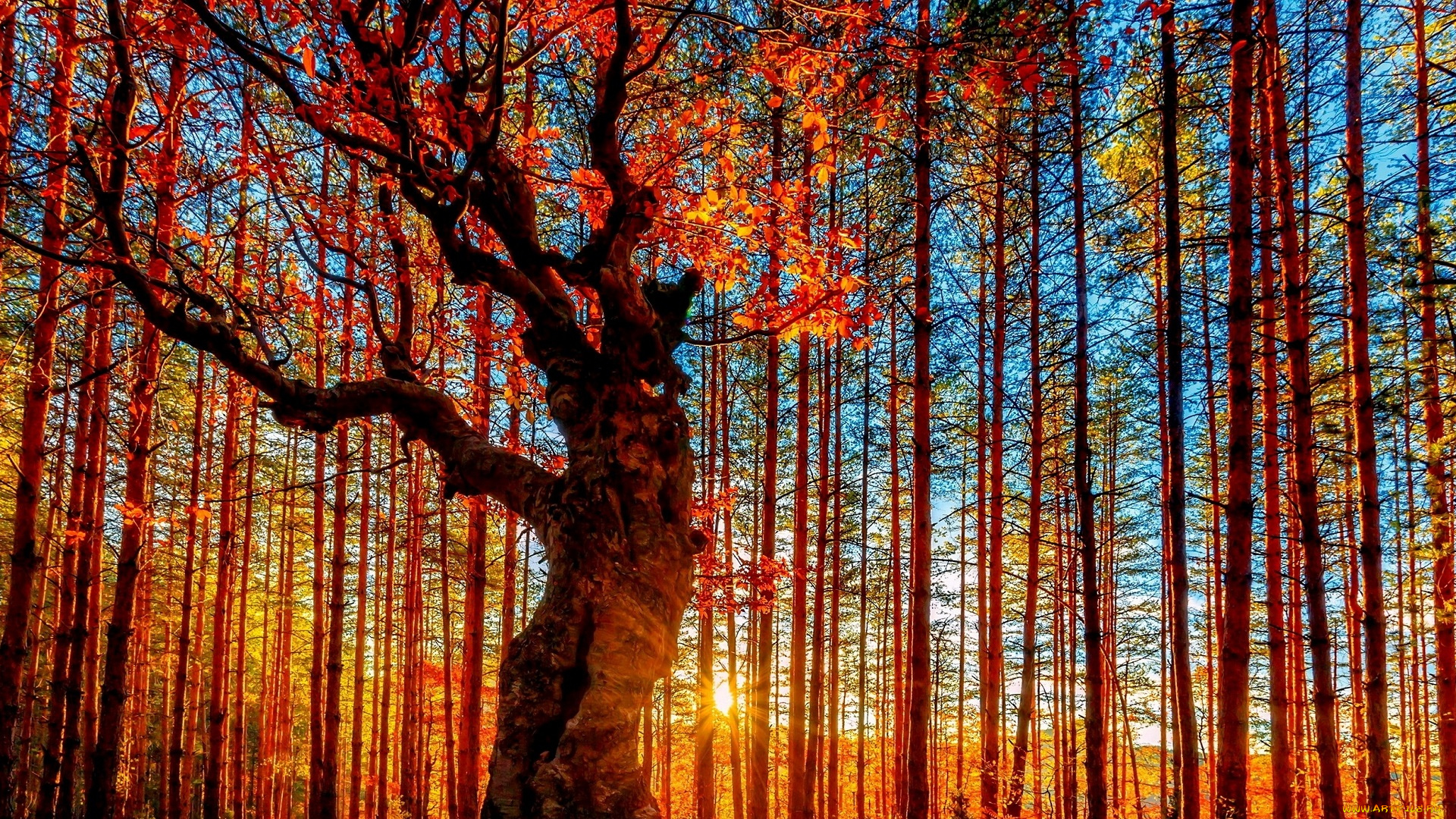 природа, лес, осень, деревья, солнце, листва