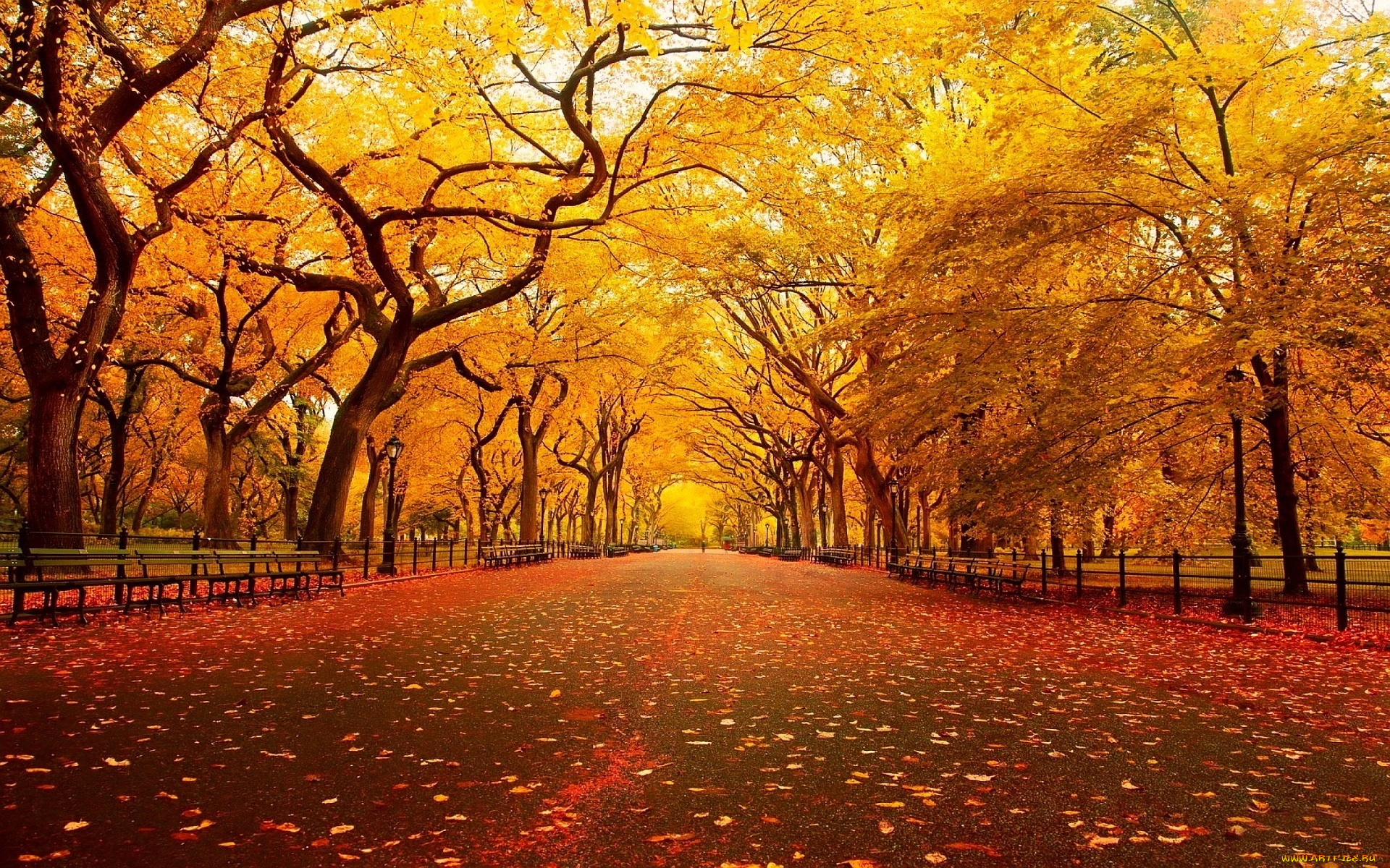 природа, дороги, осень, парк, деревья, листопад, краски, осени