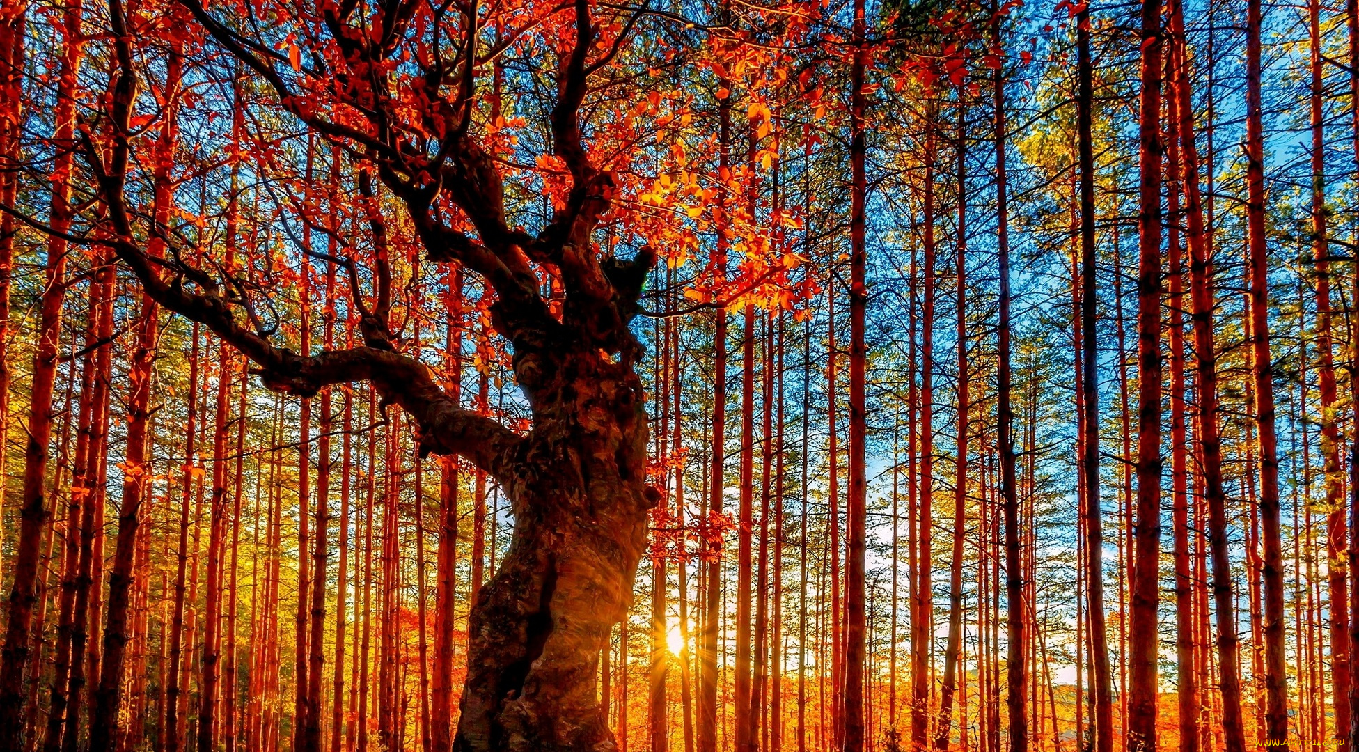 природа, лес, осень, деревья, солнце, листва