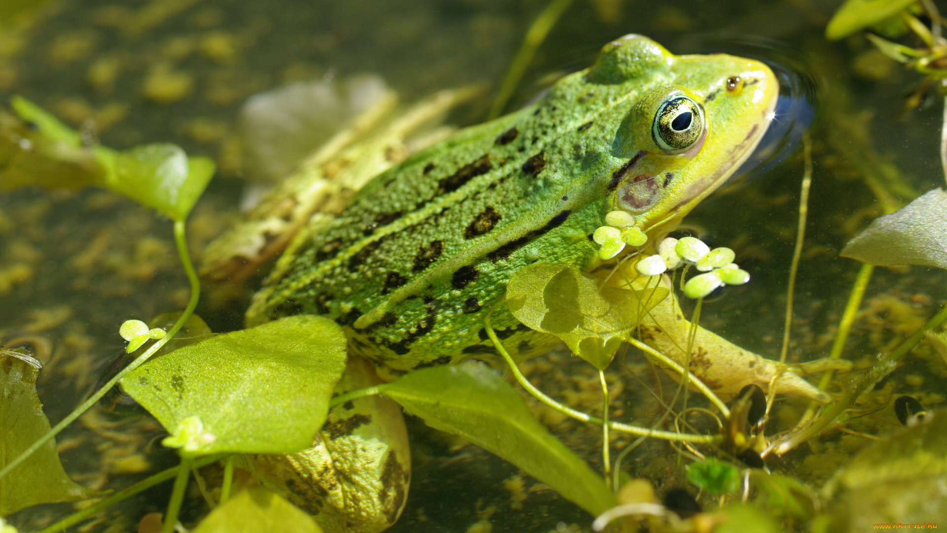 животные, лягушки, лето, зелёный, цвет, пруд, природа, отдых, макро, лягушка, взгляд, вода, водоплавающие