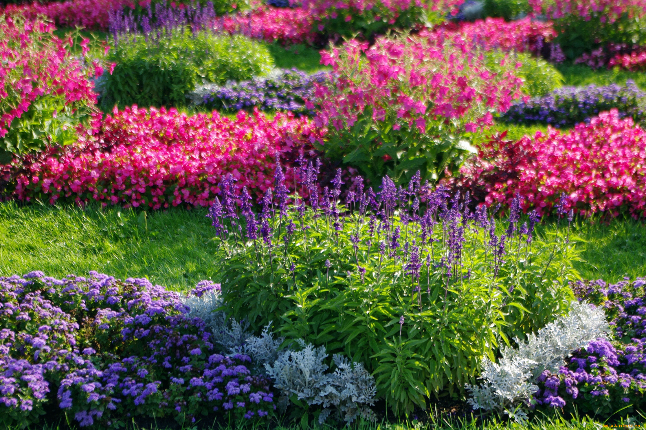 цветы, разные, вместе, санкт-петербург, сад, россия, прогулка, природа, питер, петергоф, красота, клумба