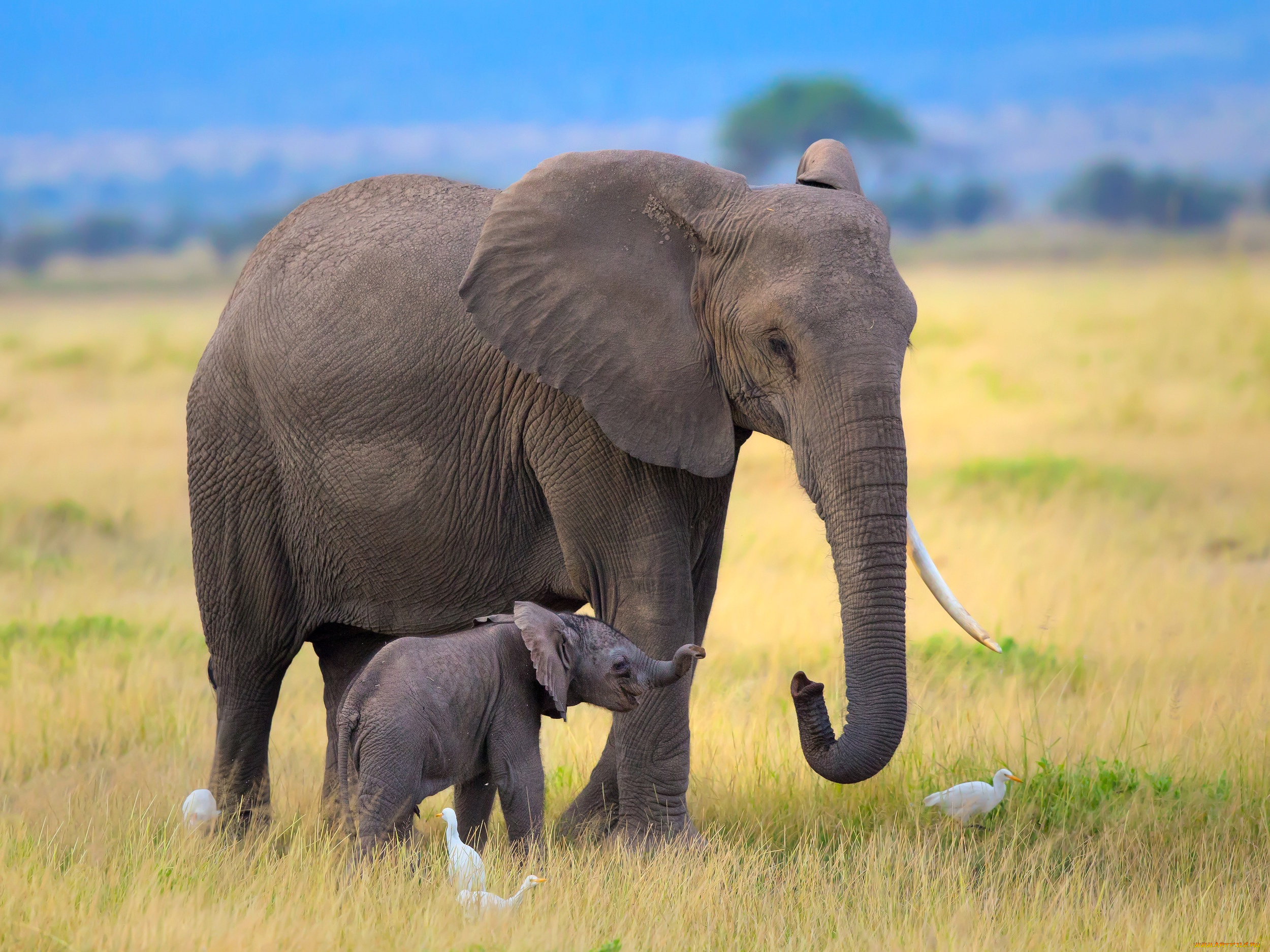 Слоненок с мамой без смс