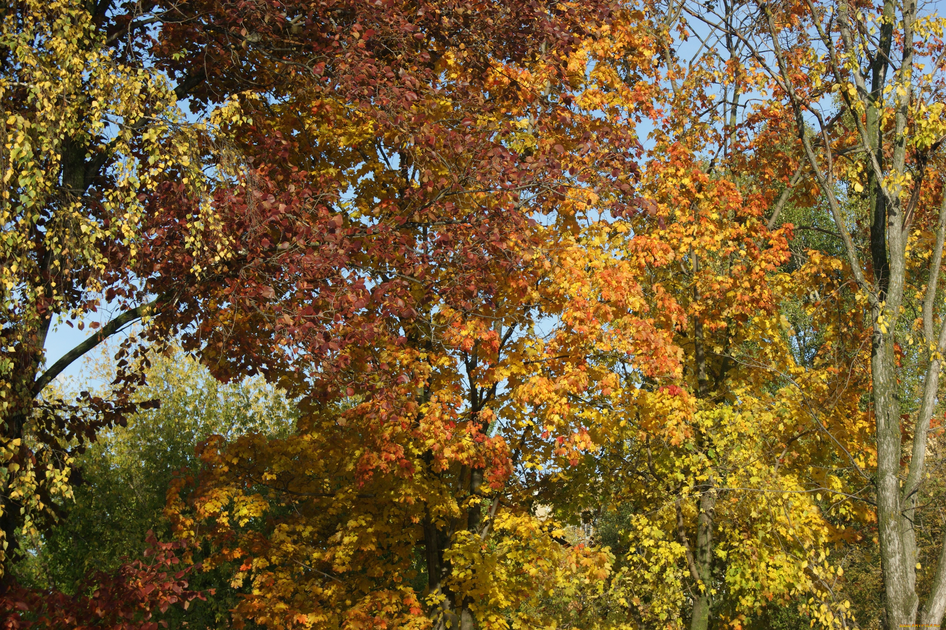 природа, деревья, небо, листья, осень