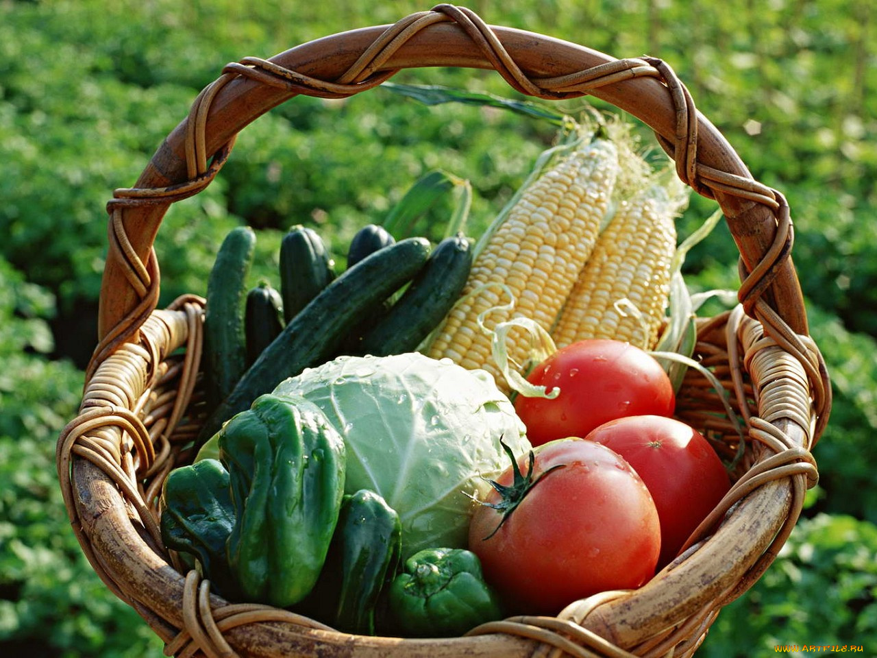 еда, овощи, помидоры, томаты, кукуруза