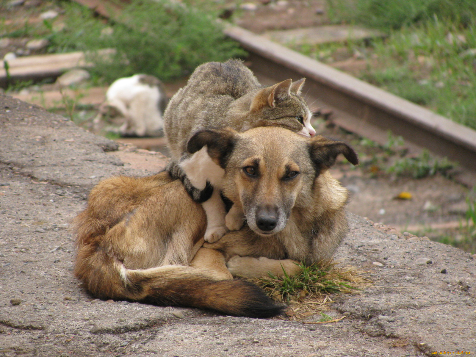 kot, sobako, животные, разные, вместе