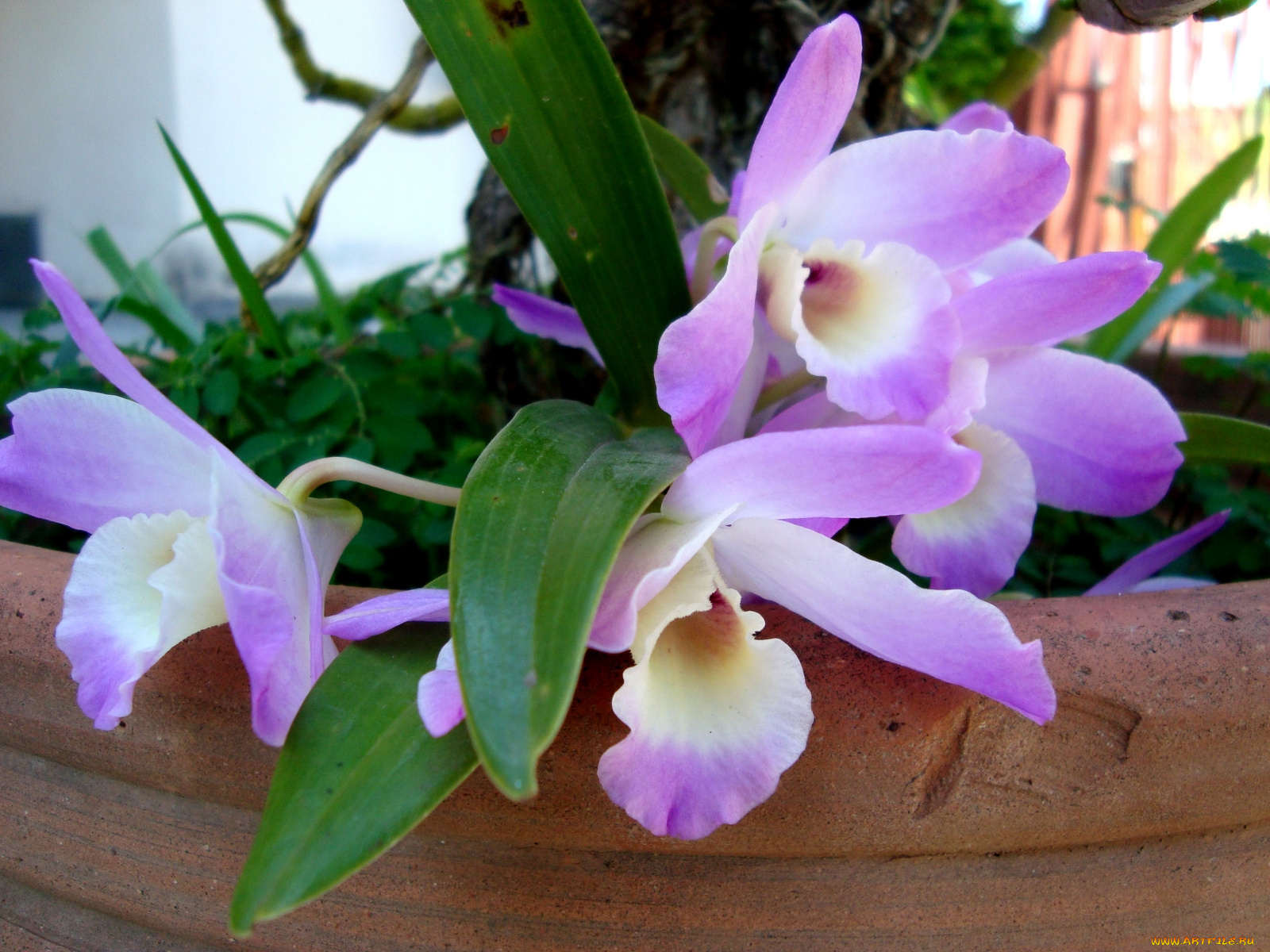 цветы, орхидеи, бело-лиловый