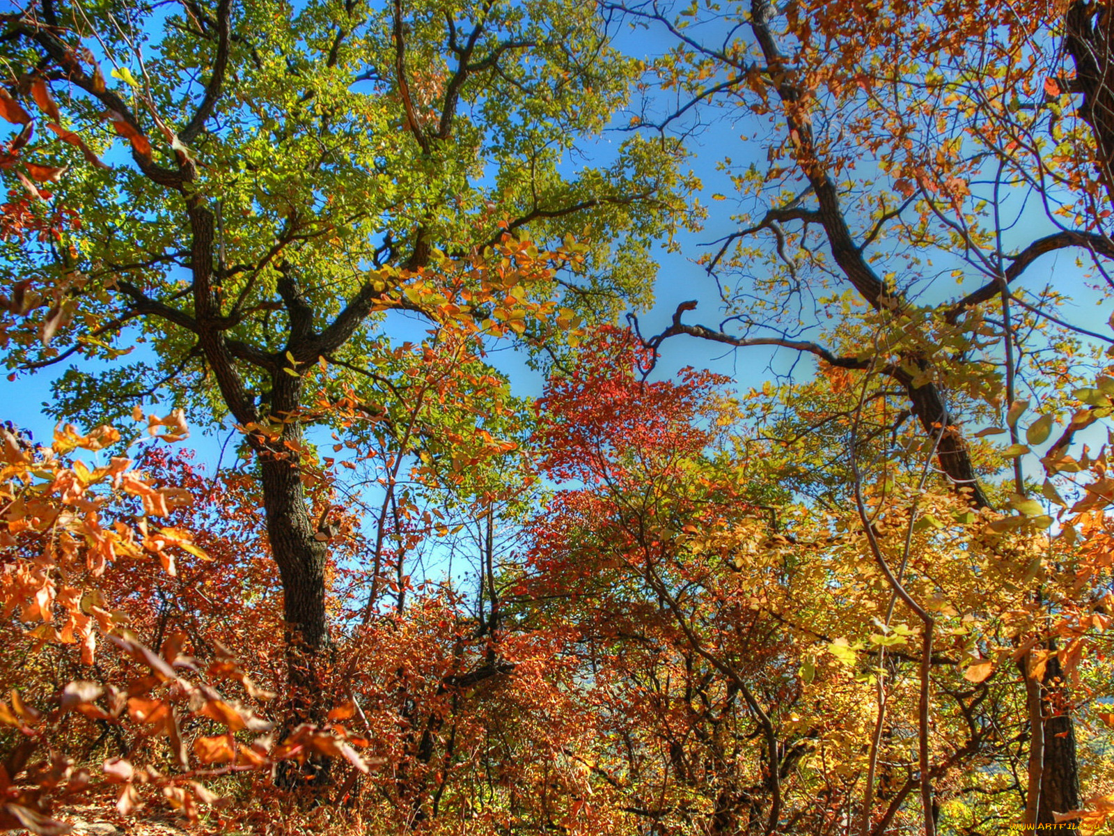 Картинка времена года осень. Осень деревья. Времена года осень. Времена года фото. 1920 Х 640 картинки осень.