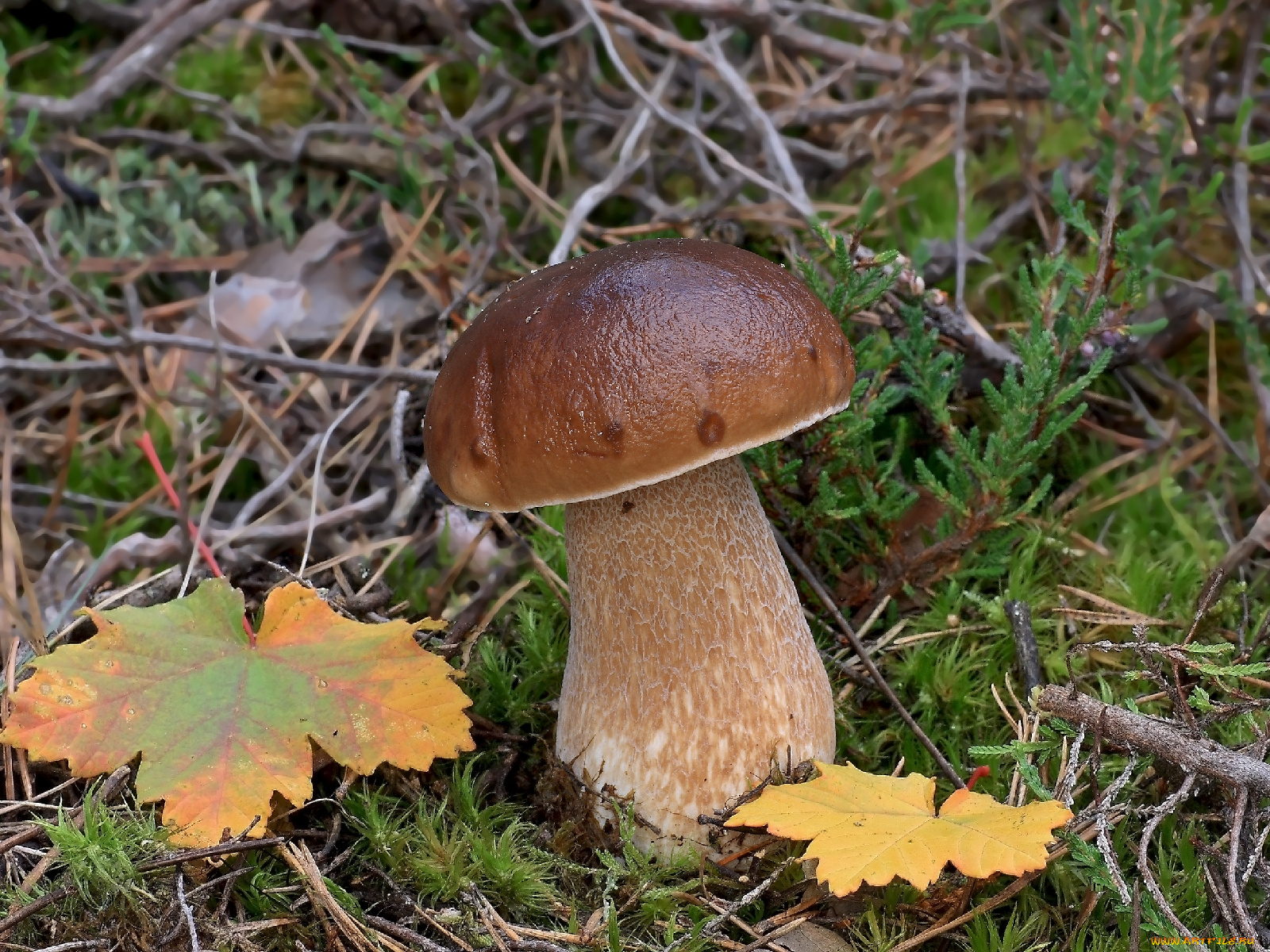 природа, грибы, гриб, мох, листья
