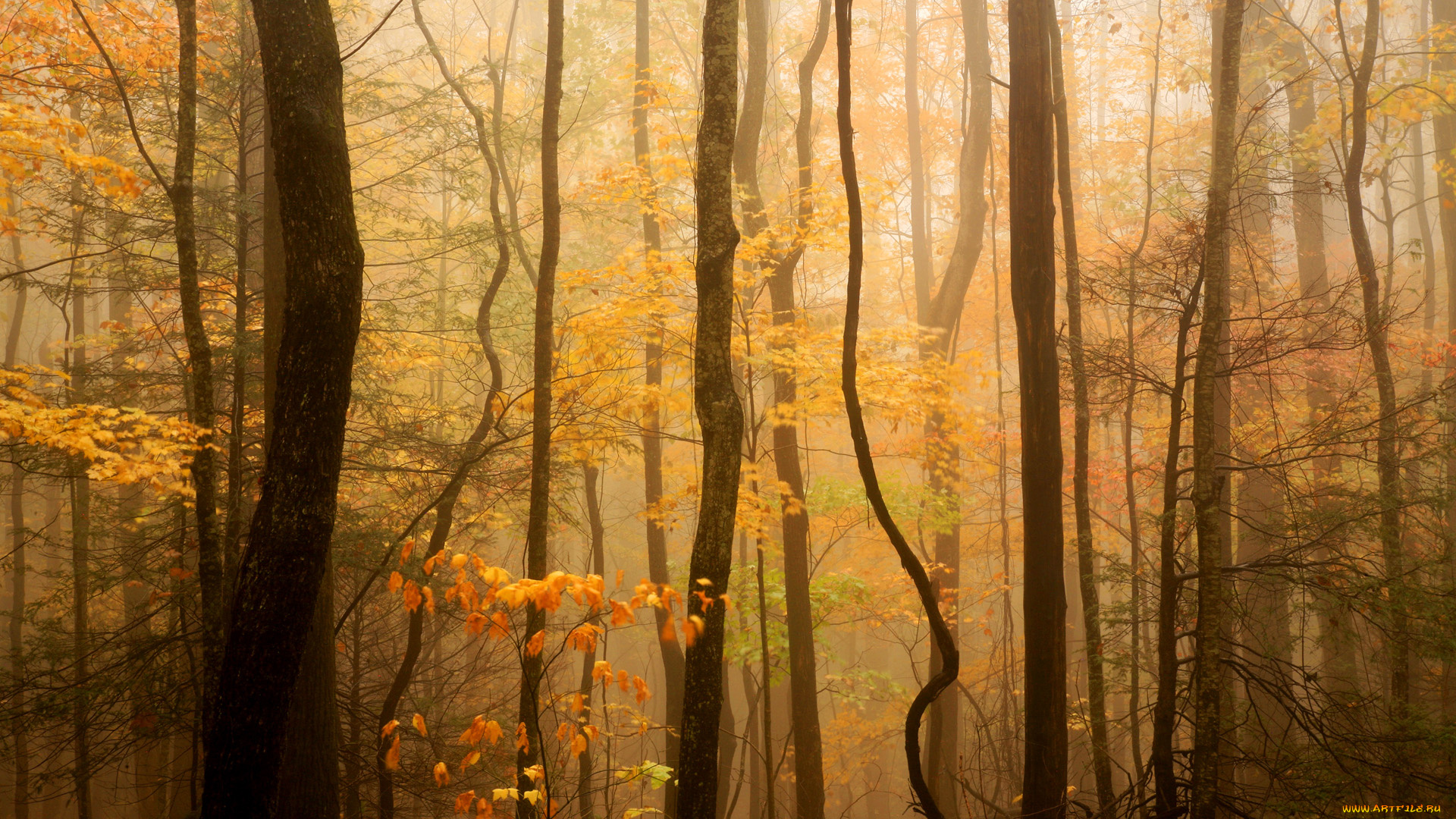 природа, лес, дымка, деревья, осень