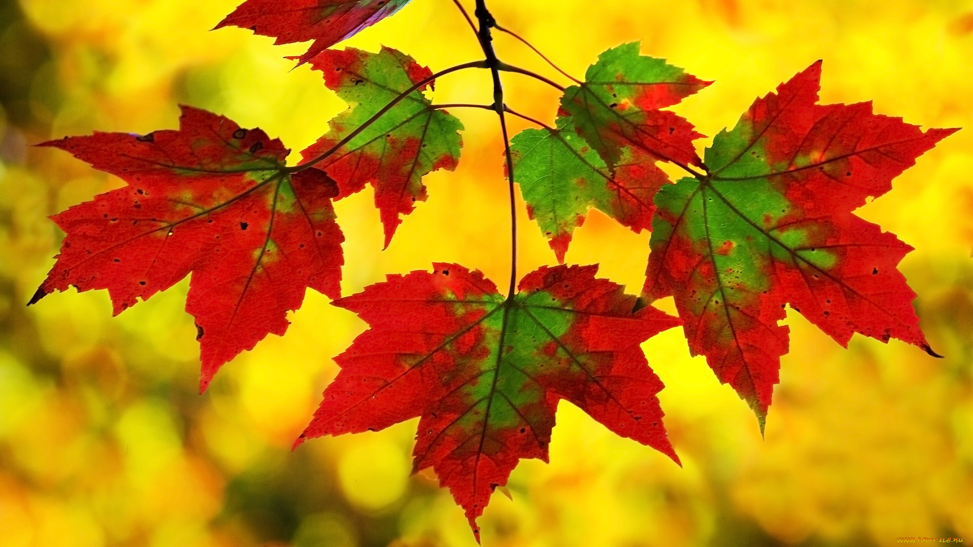 природа, листья, осень, жёлтый, ветка, клён