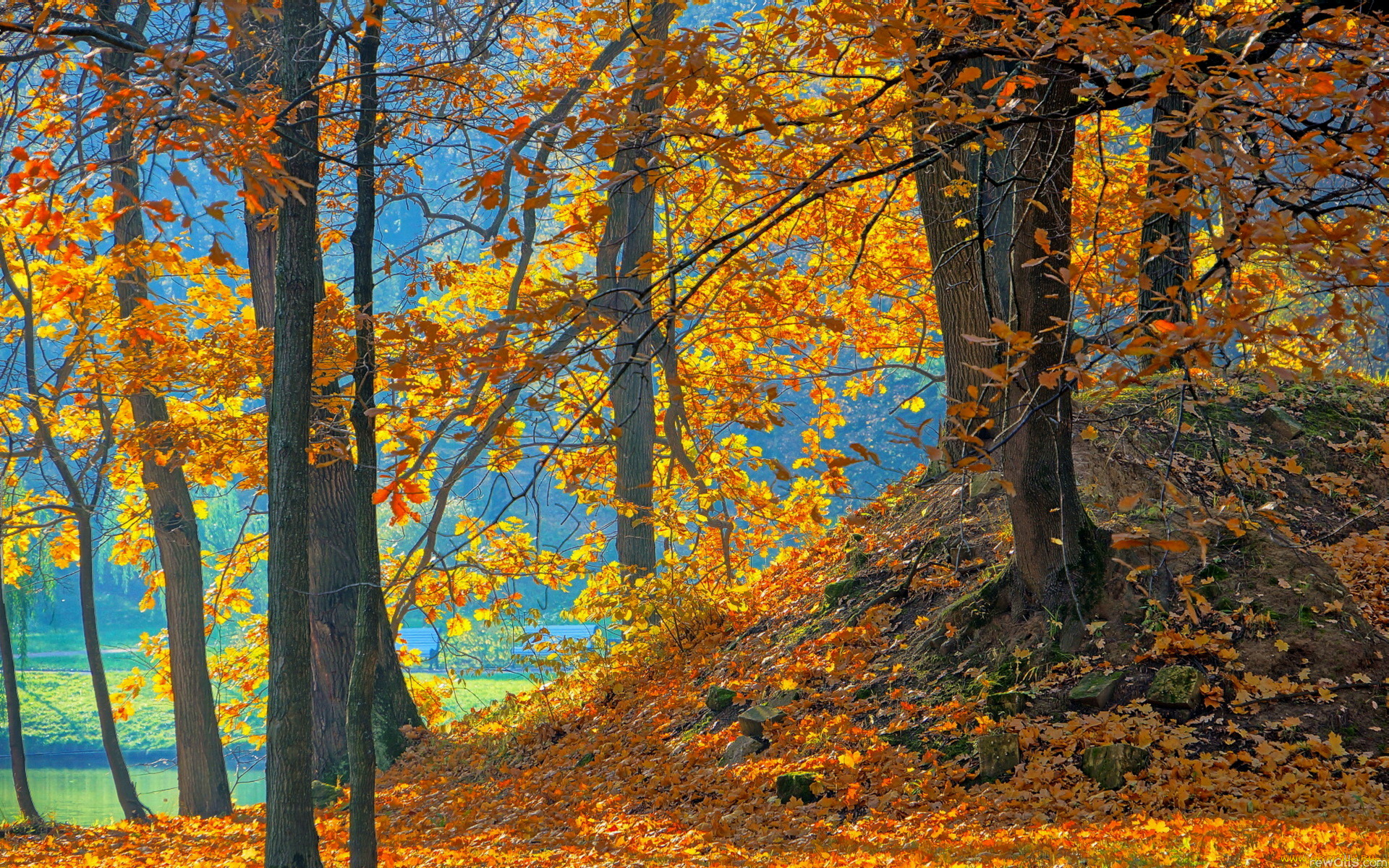 природа, деревья, осень, листья