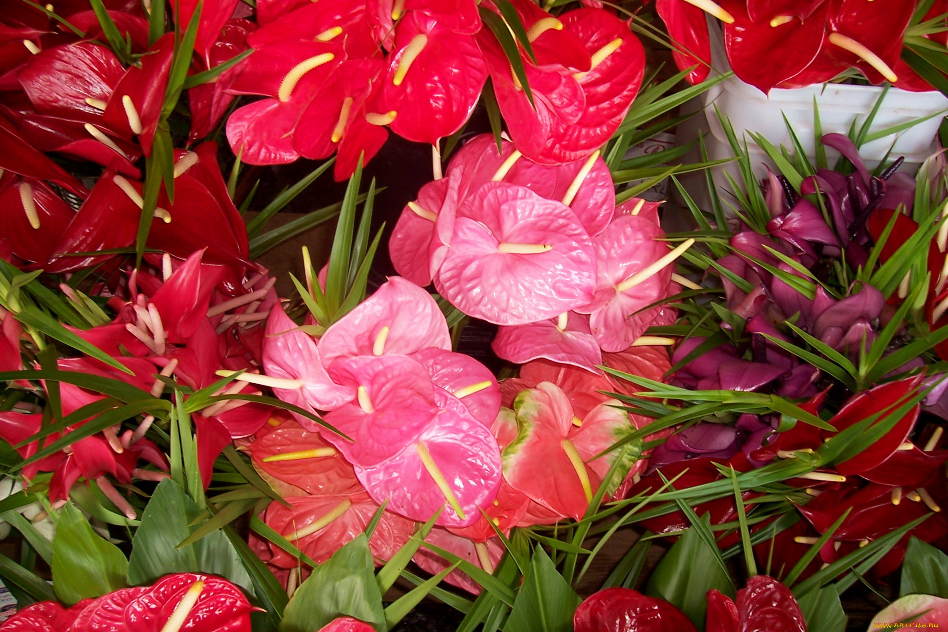 цветы, антуриум, цветок, фламинго, розовые, лиловые, красные