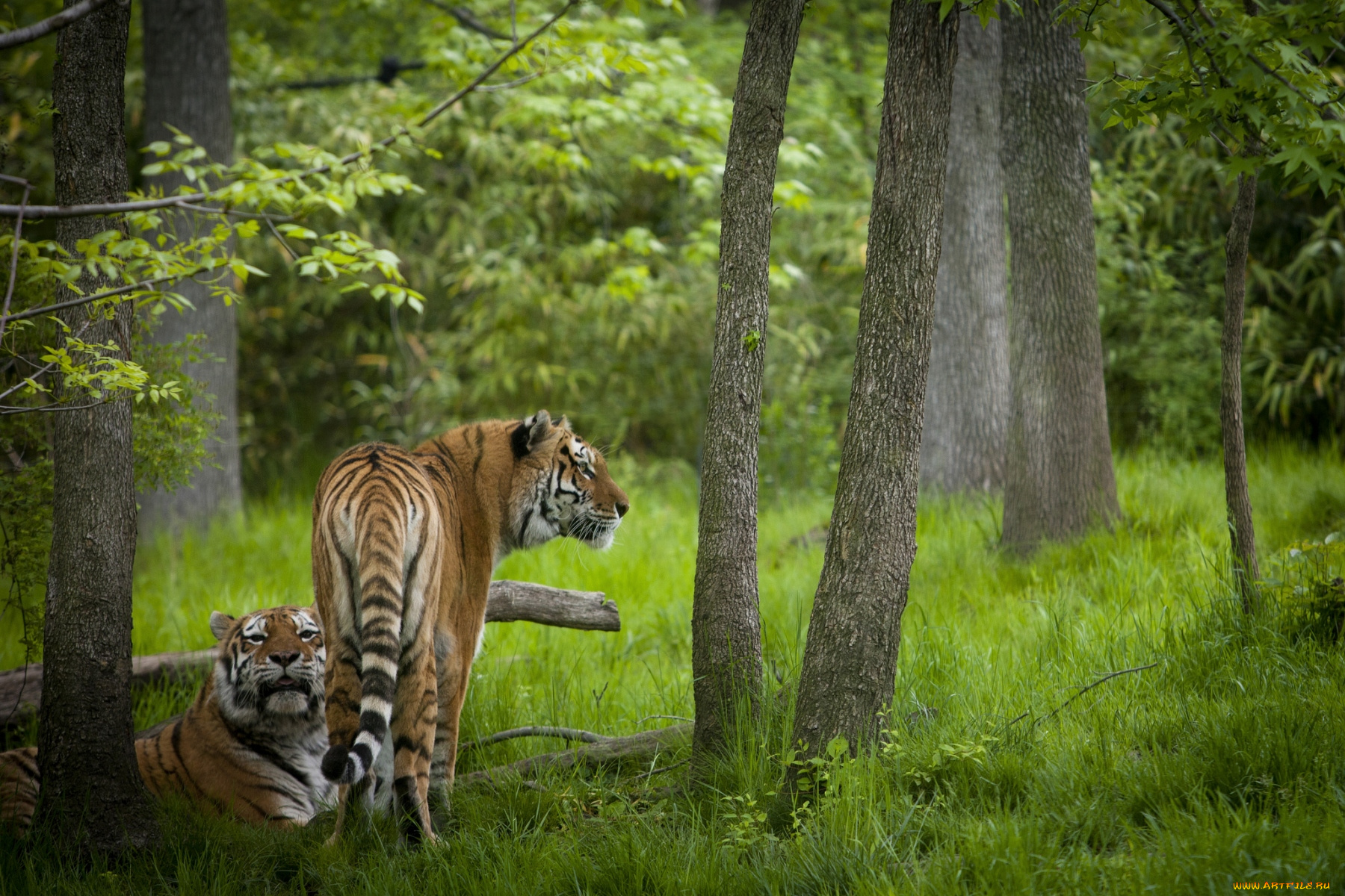 животные, тигры, лес, полосатый