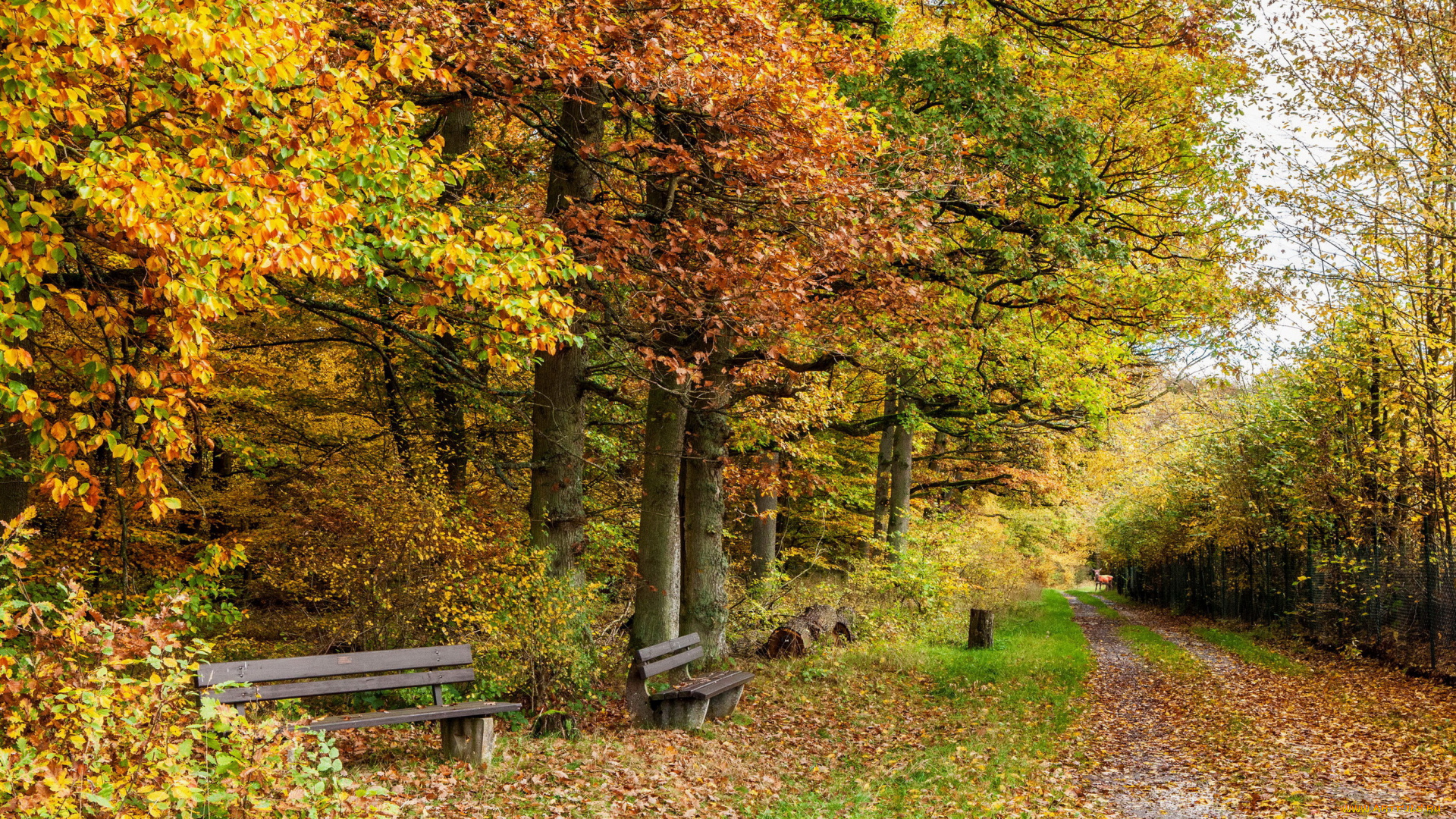 германия, клоттен, природа, парк, осень, деревья, скамейки