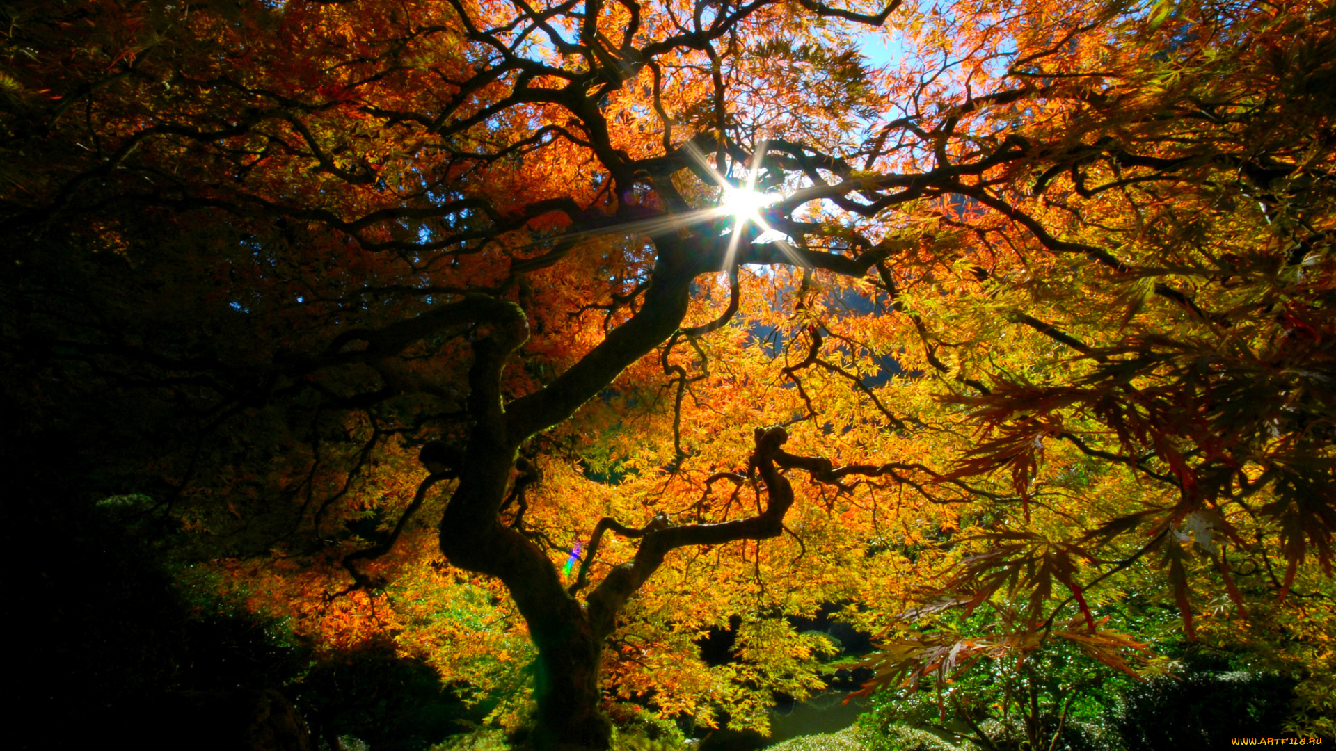 природа, деревья, осень, краски, свет, листья, кроны