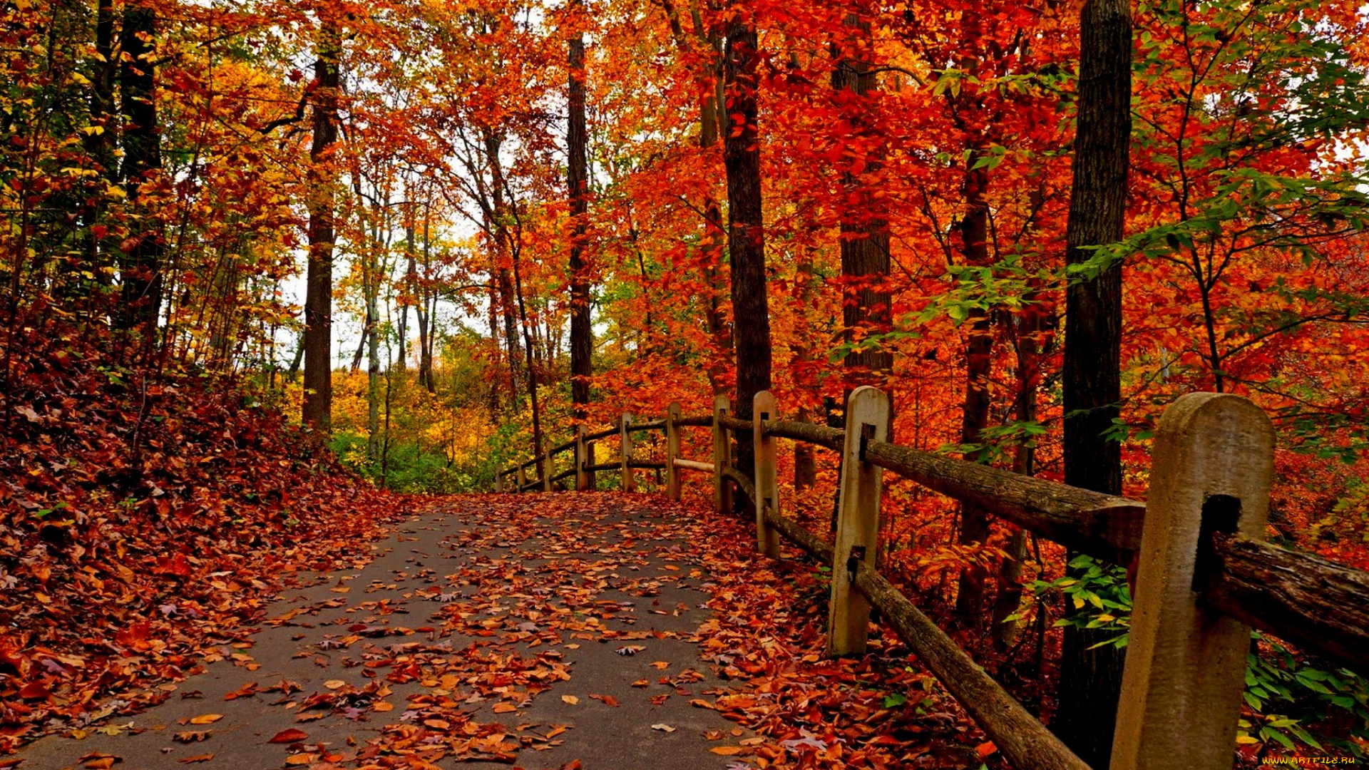 природа, дороги, fall, осень, leaves, colorful, road, autumn, деревья, листья, trees, park, forest, парк, walk, colors, path