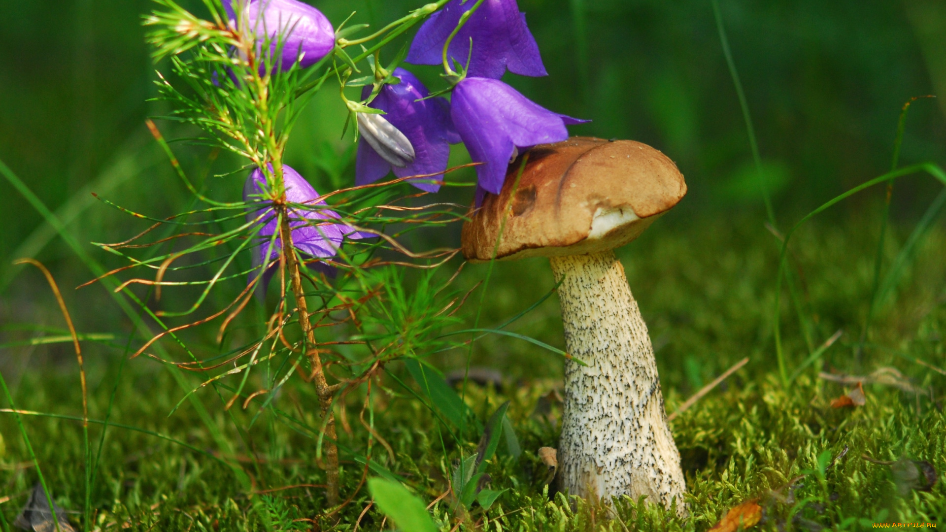природа, грибы, шляпка, колокольчик